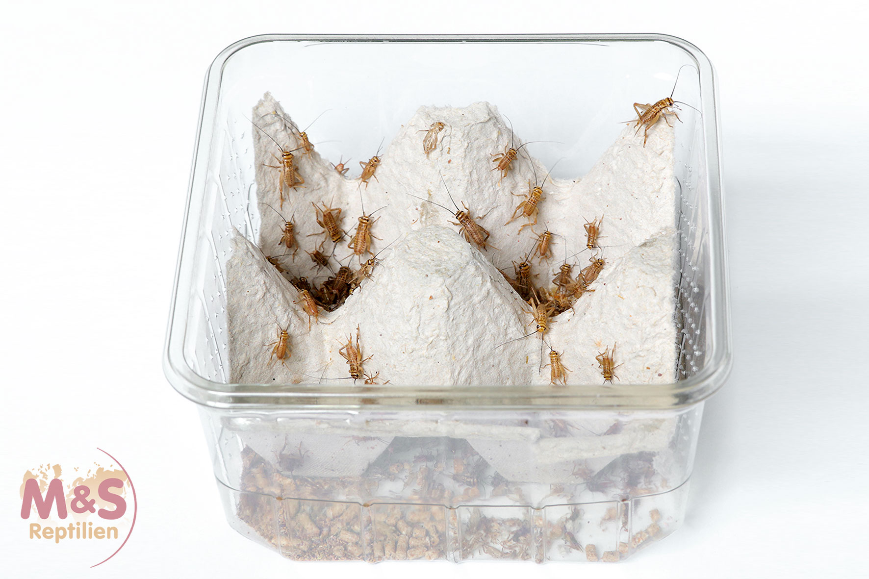 Heimchen klein (Acheta domestica) Futterinsekten Spar-Abo 14-tägig