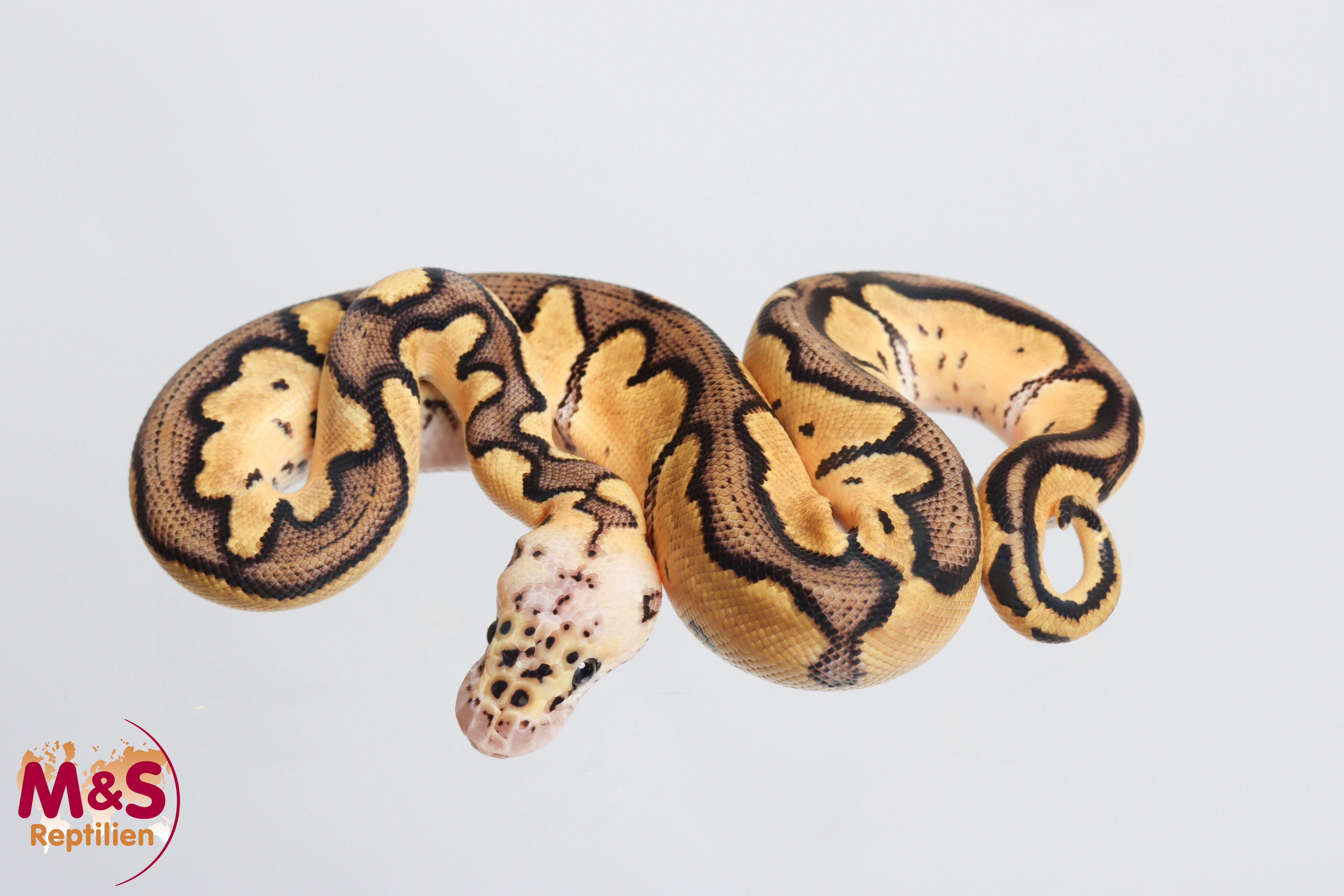 1.0 (Male) Clown-Pastel Königspython NZ' M&S 26 Python regius