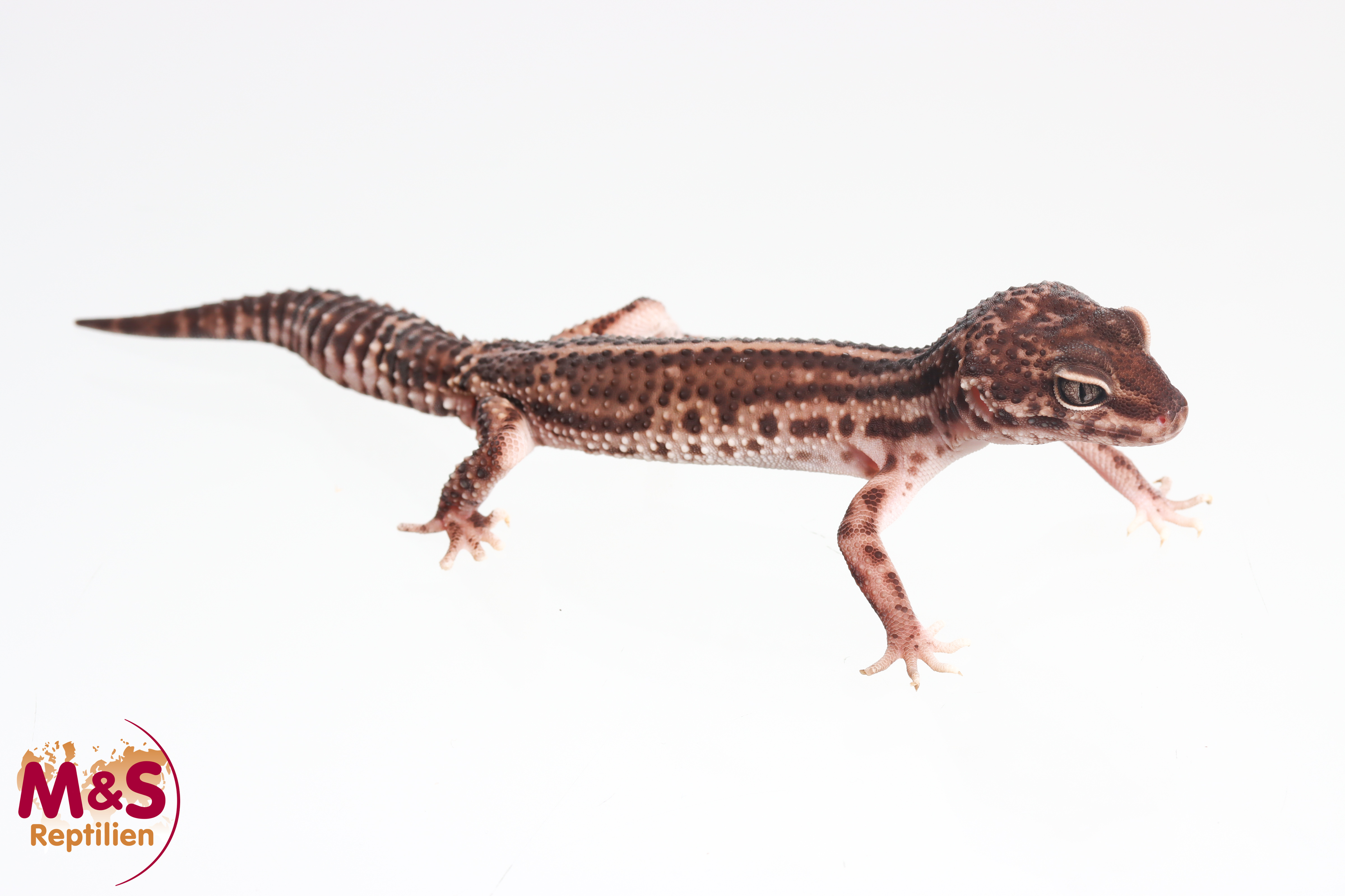 1.0 (Male) Black Night MS Leopardgecko NZ'24 (subadult) E. macularius (Originalbild)