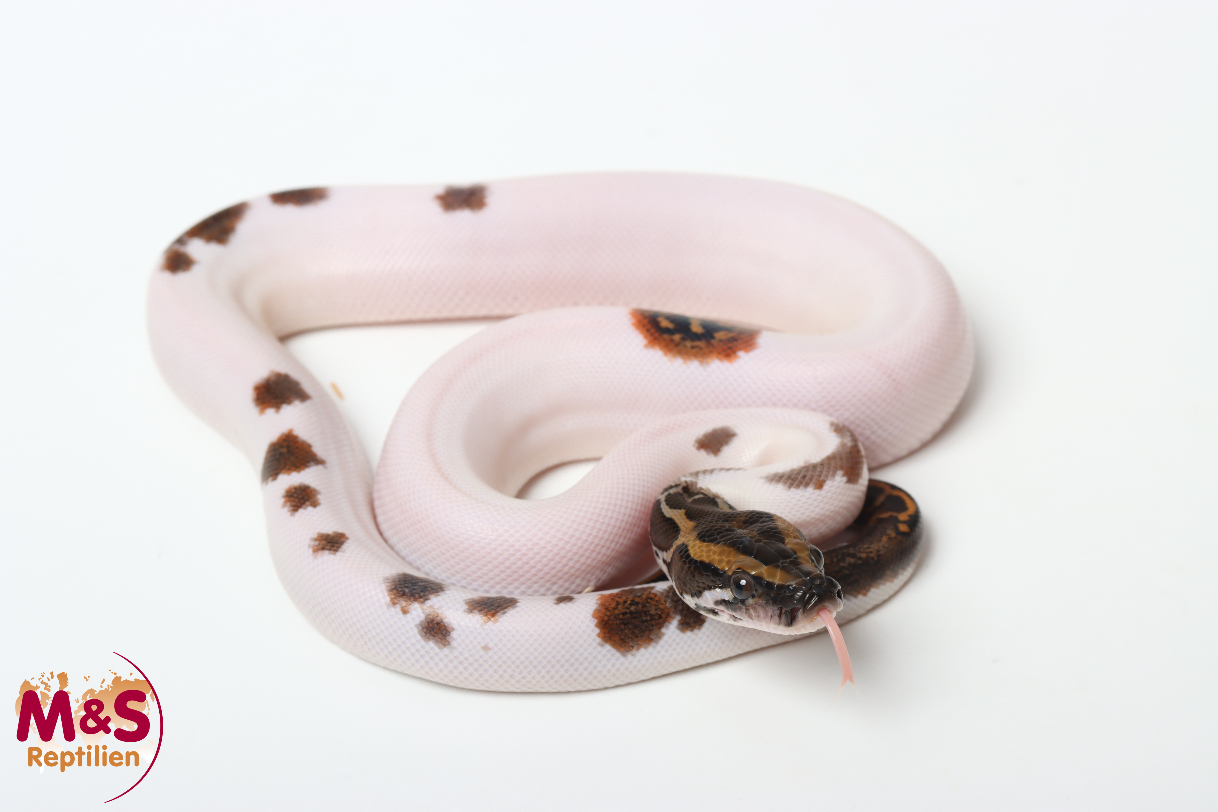 0.1 (Female) Piebald 100% hetero Caramel Tigerpython NZ'26 (ca.40cm) Python bivittatus