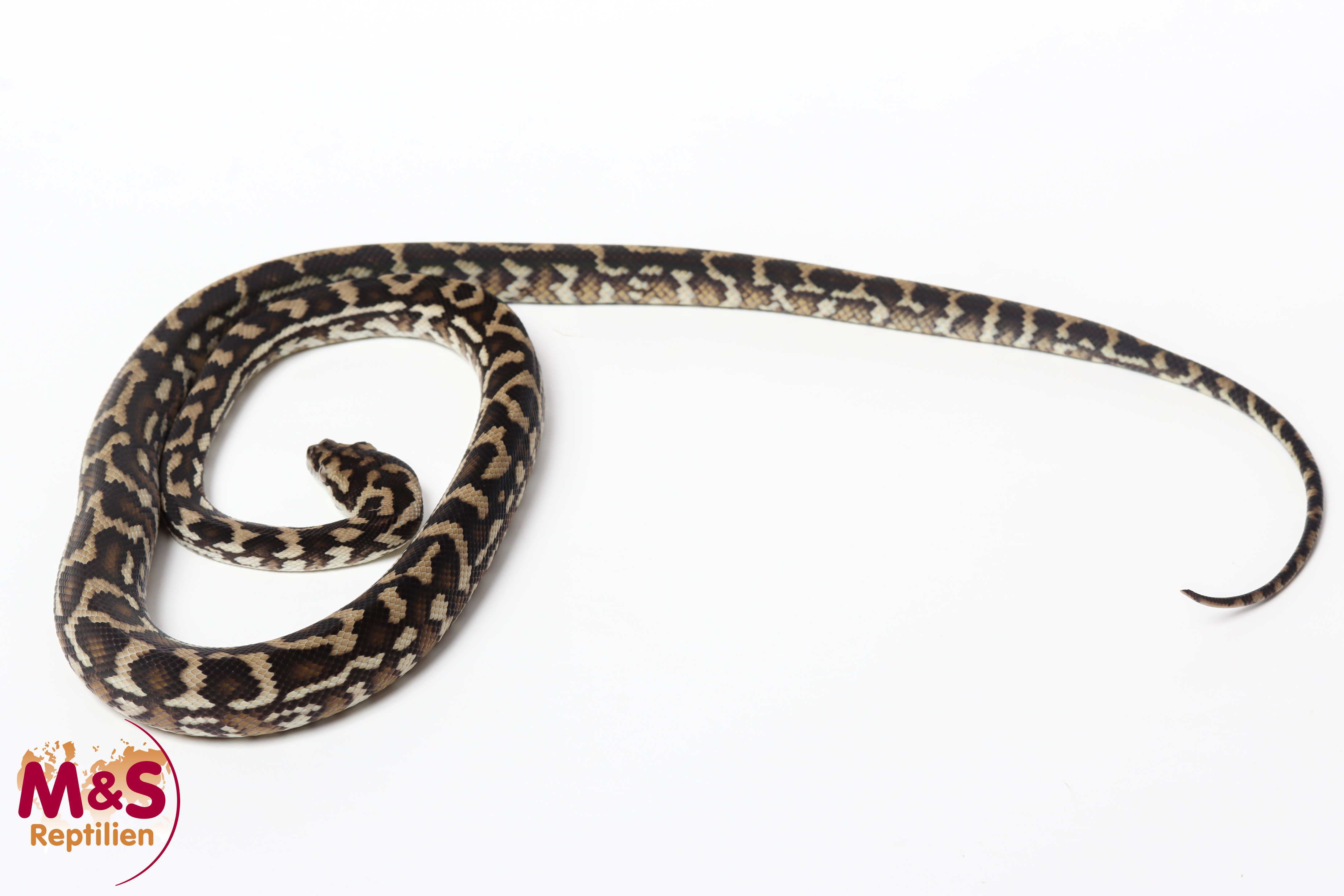 1.0 (Male) Caramel 100% het Axanthic Teppichpython NZ’25 (ca.65cm) Morelia spilota (Originalbild)