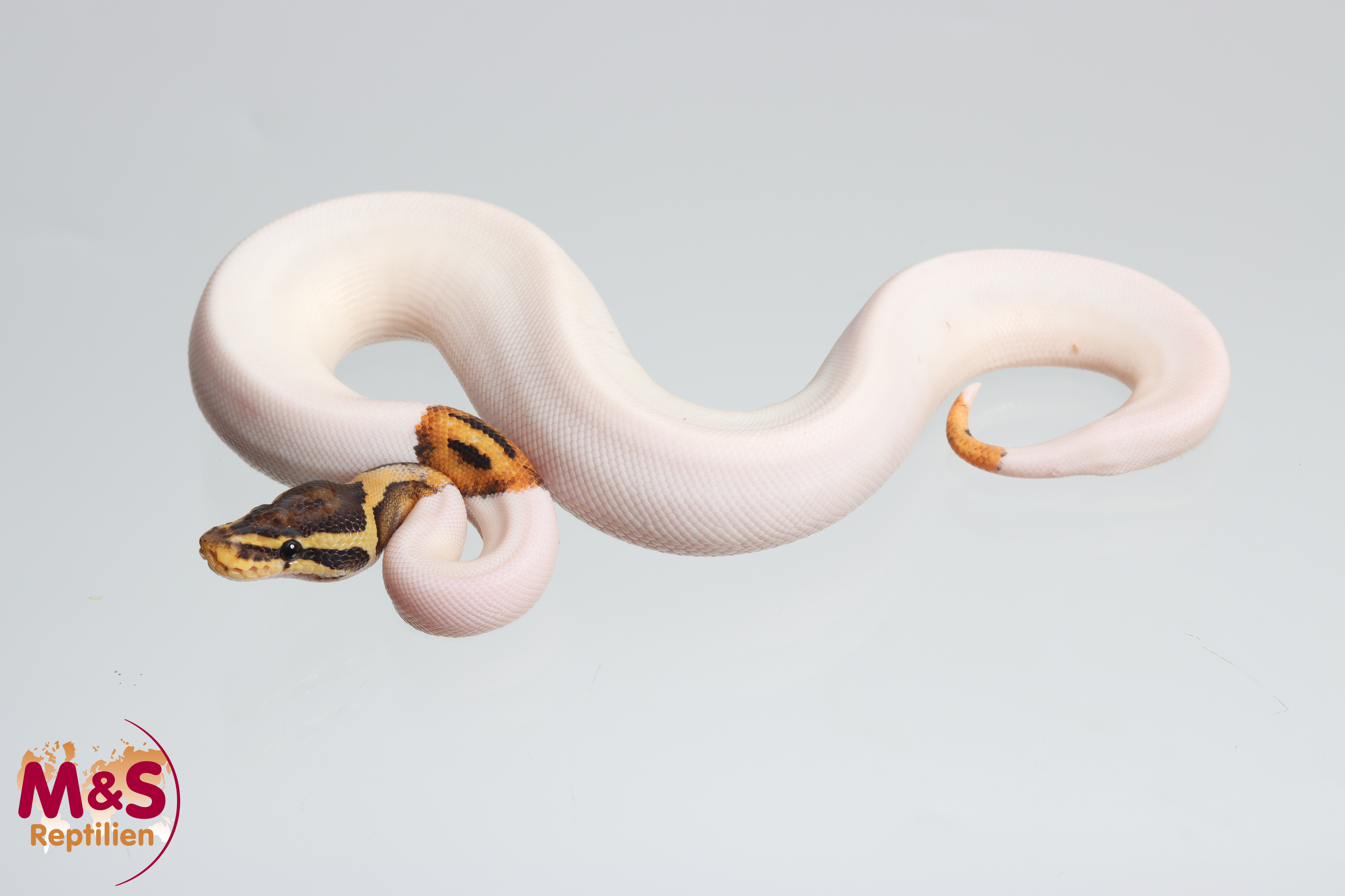 1.0 (Male) Piebald-Fire Königspython NZ´M&S´25 Python regius