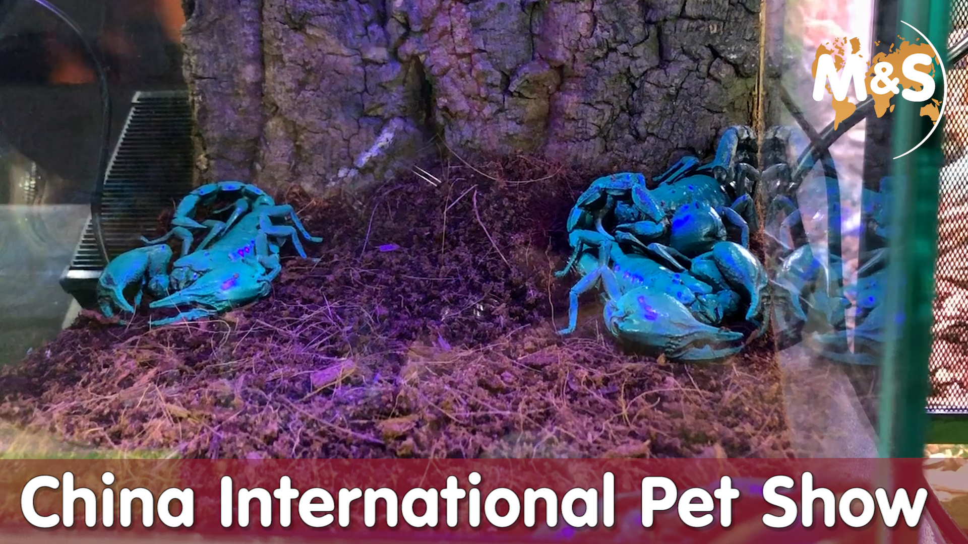 In China schimmern die Skorpione blau / China International Pet Show / CIPS 2018