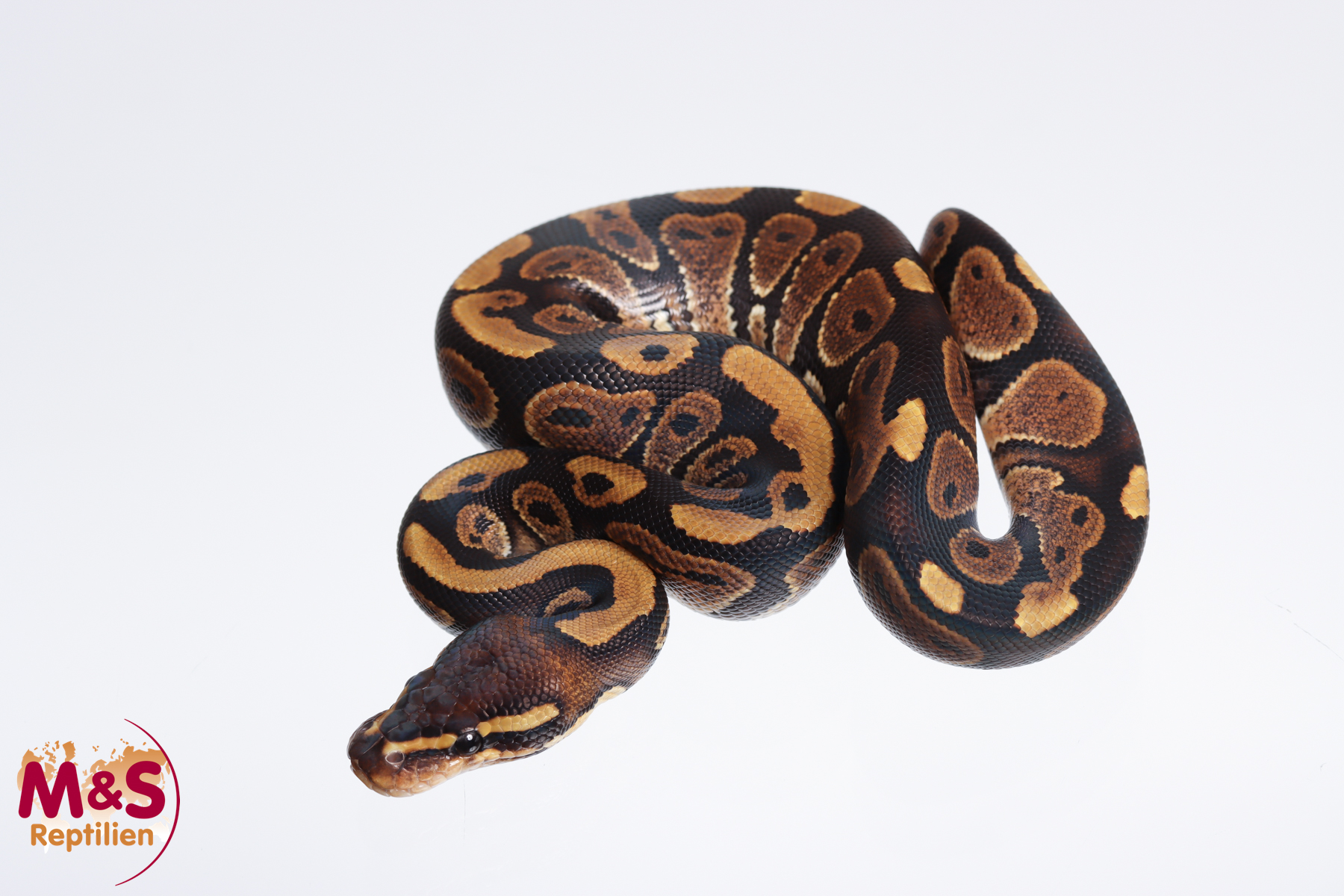 1.0 (Male) Mahogany Königspython NZ´M&S´23 Python regius