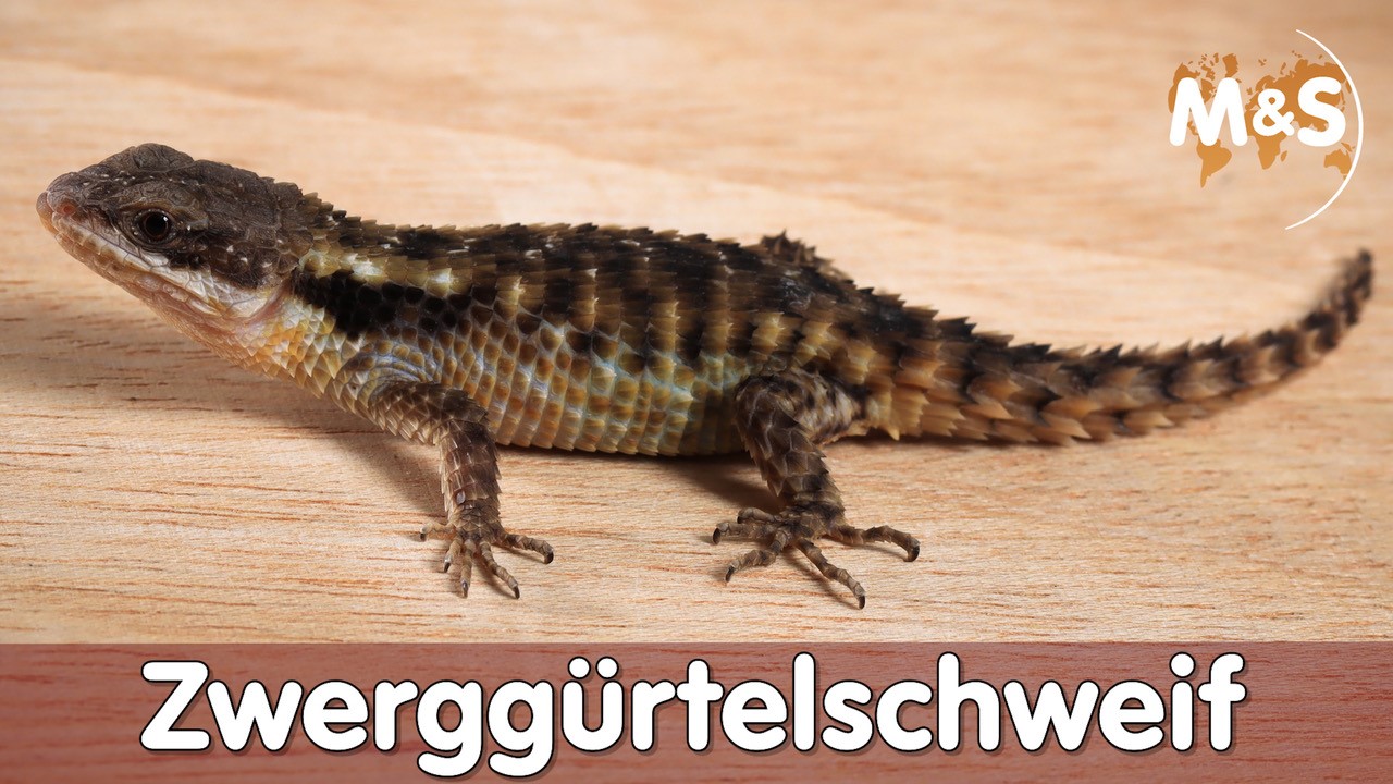 Zwerggürtelschweif | Cordylus tropidosternum