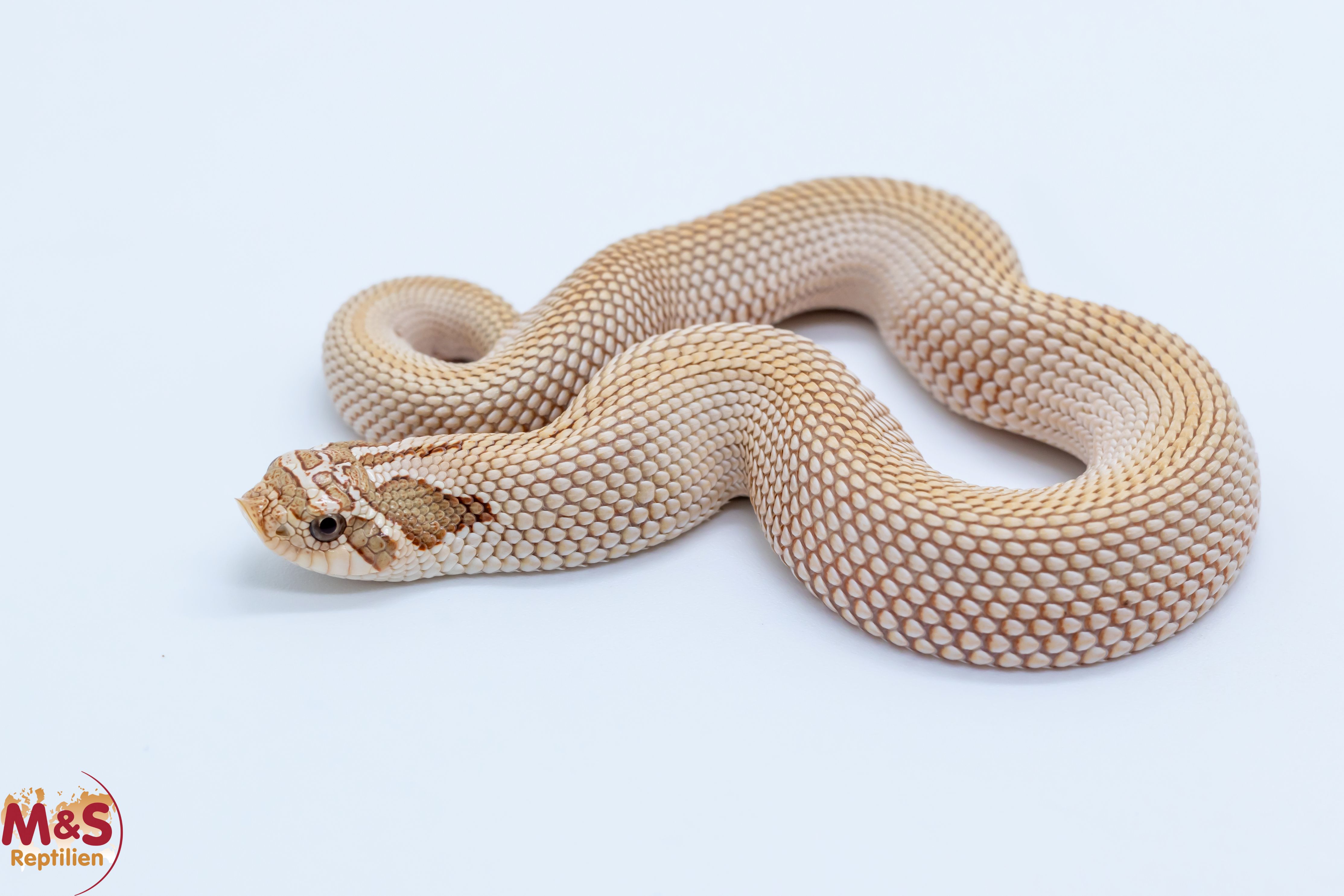 Hakennasennatter "Arctic Superconda Toffee" NZ´25 (ca. 20cm) Heterodon n. nasicus