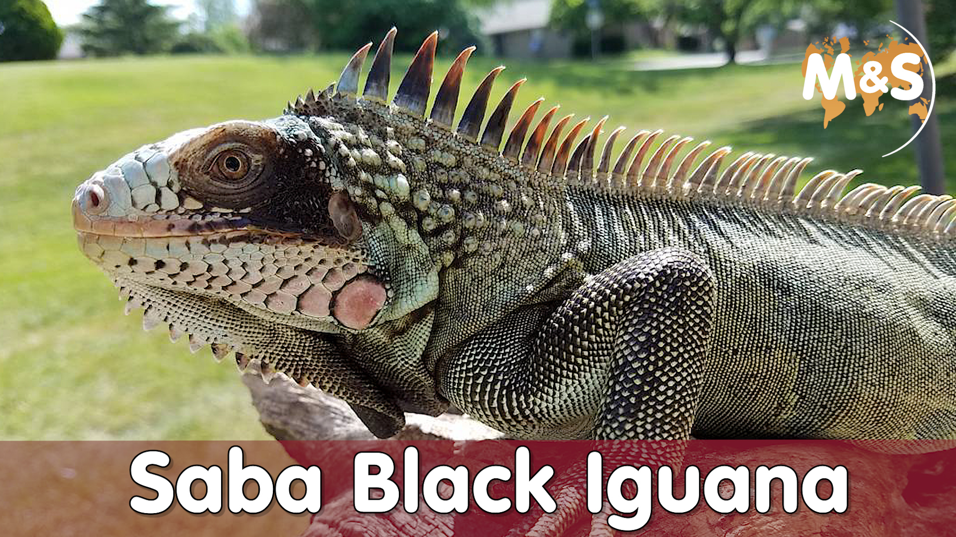 Seltener Schwarzer Leguan | Saba Black | Iguana melanoderma | Reptil TV