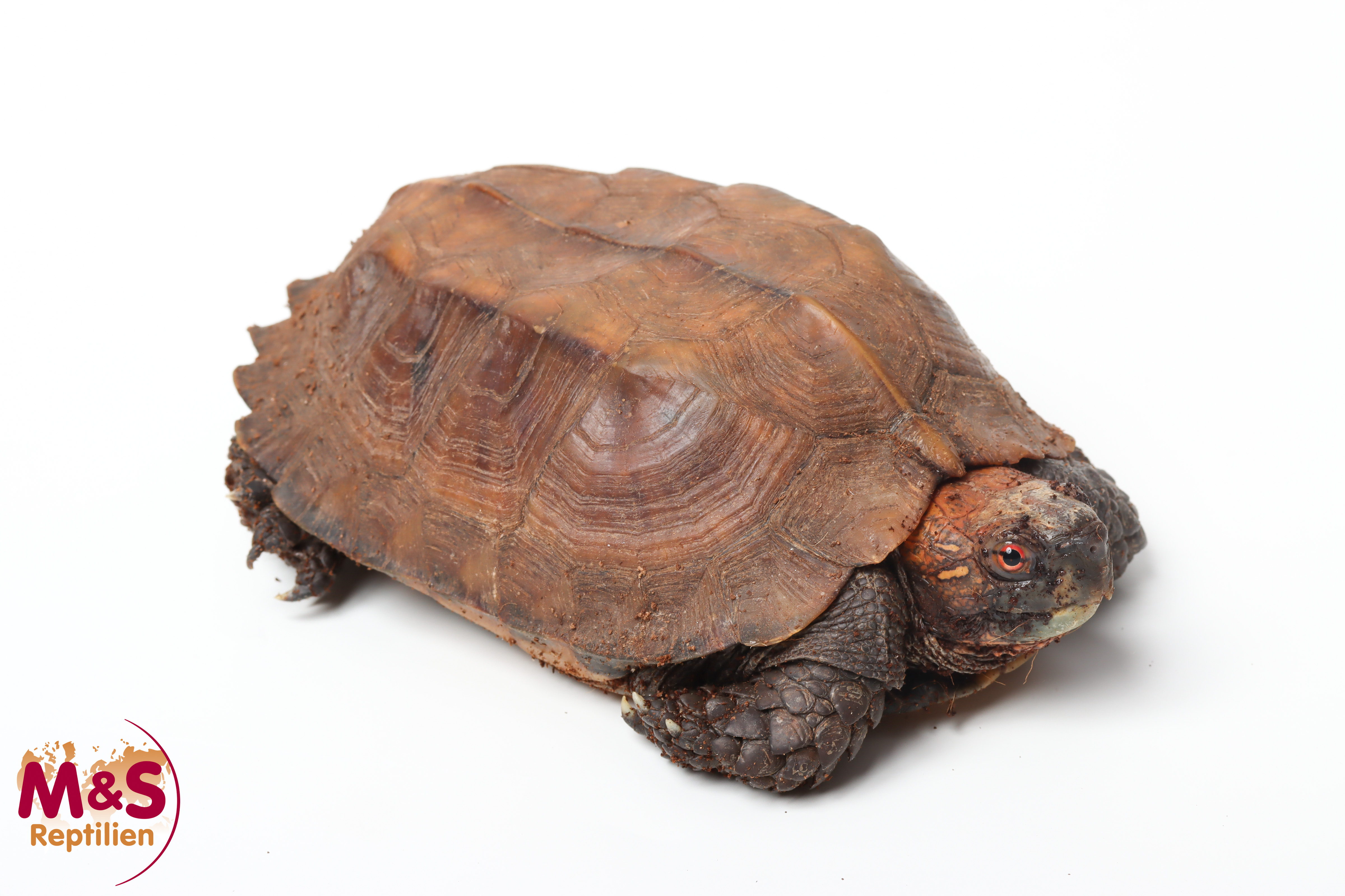 Indische Dornschildkröte NZ'09 (ca. 15-20cm) Cuora mouhotii (Originalbild)