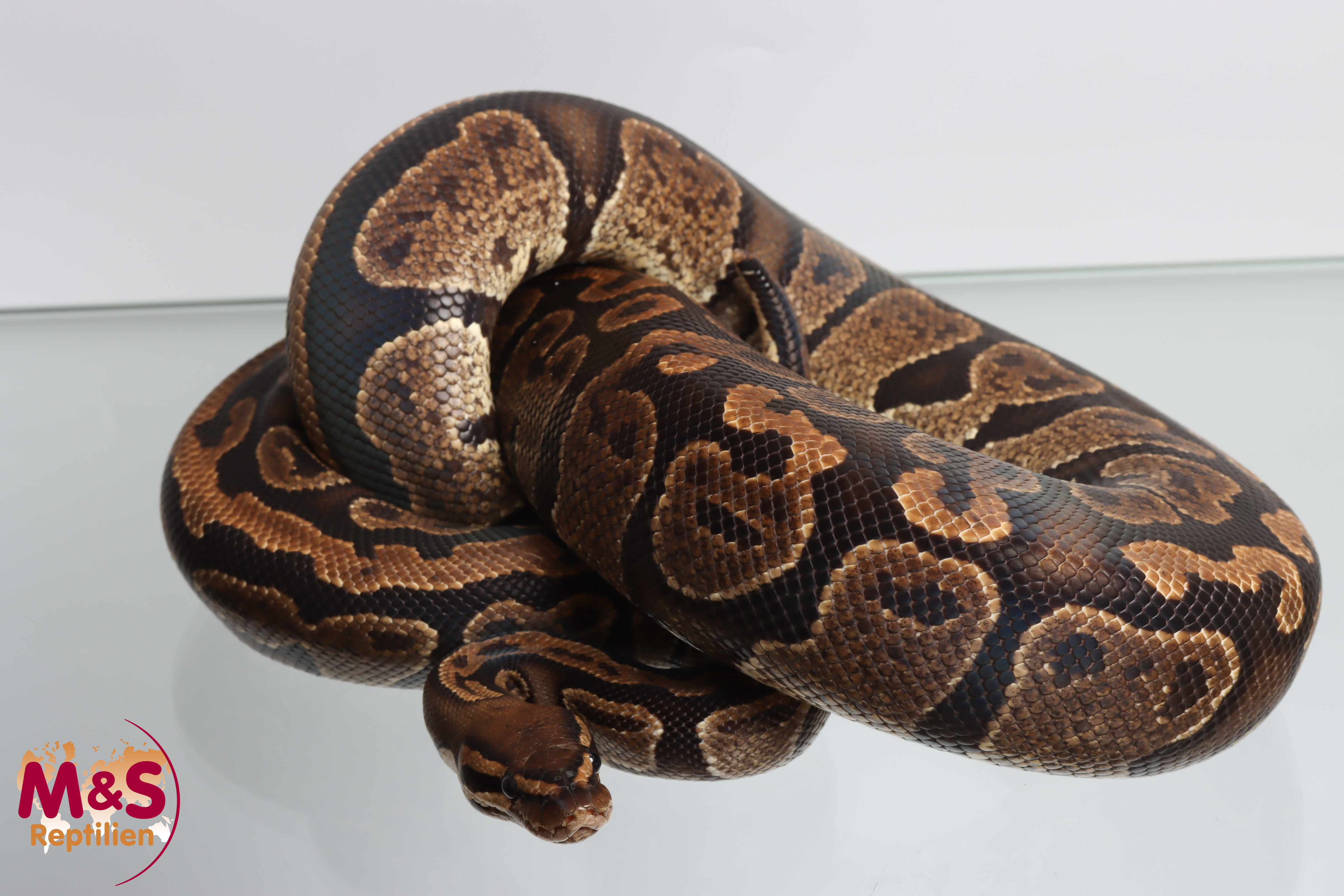 0.1 ( Female) Super Circle Königspython NZ´M&S´16 Python regius
