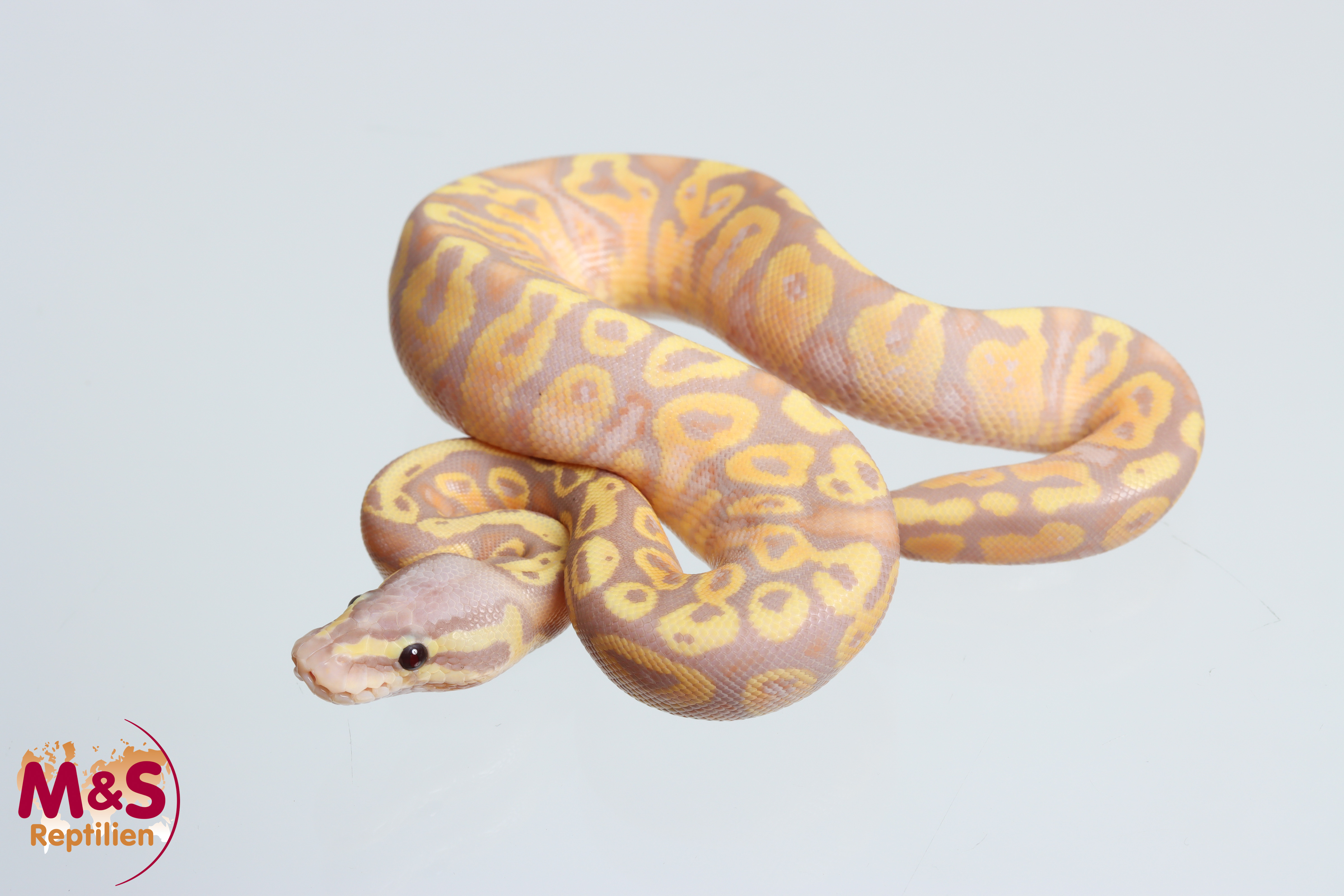 0.1 (Female) Coral Glow - Pastel poss. Gravel NZ'M&S'26 Python regius