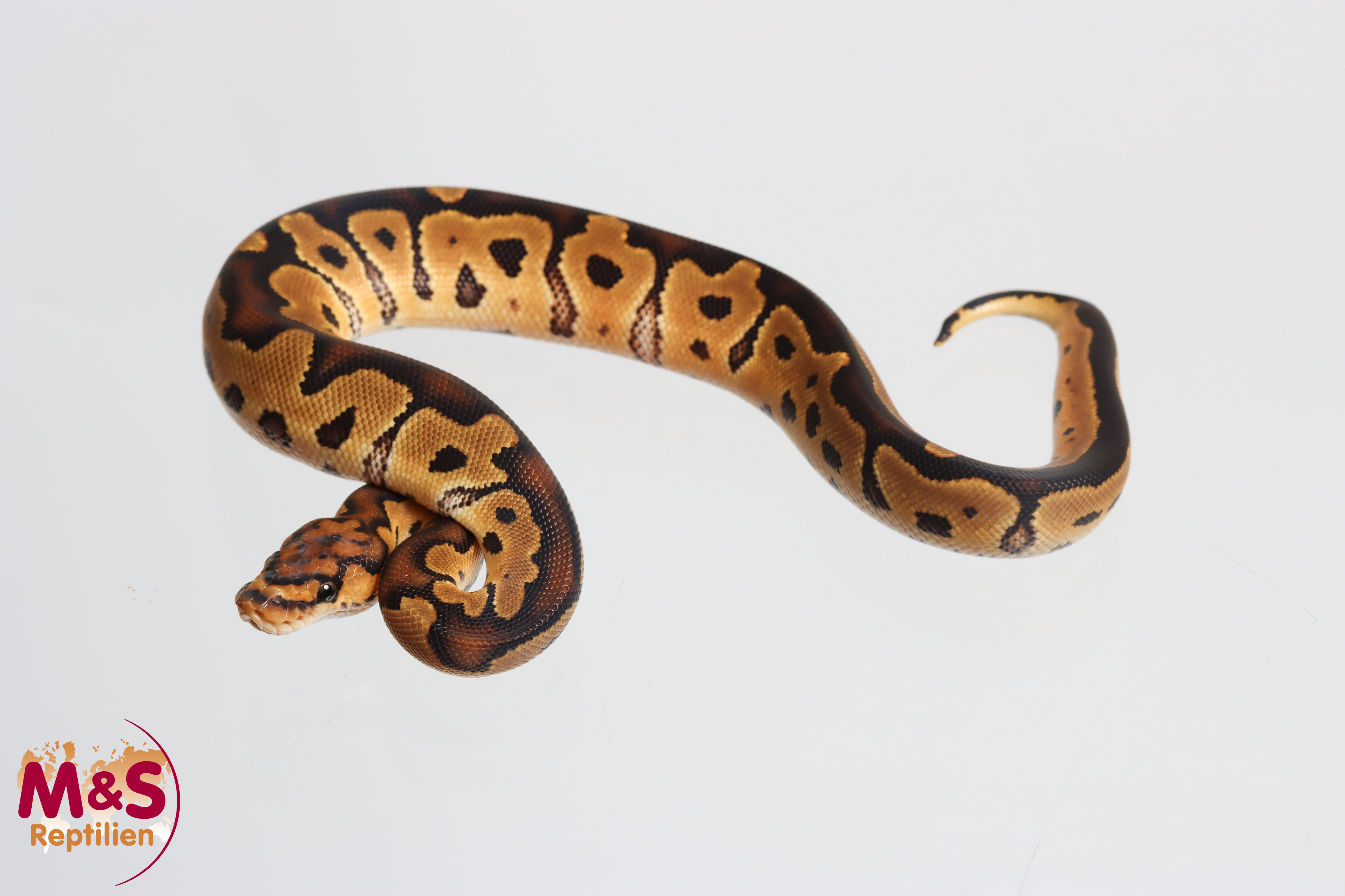 1.0 (Male) Clown Königspython NZ' M&S 26 Python regius