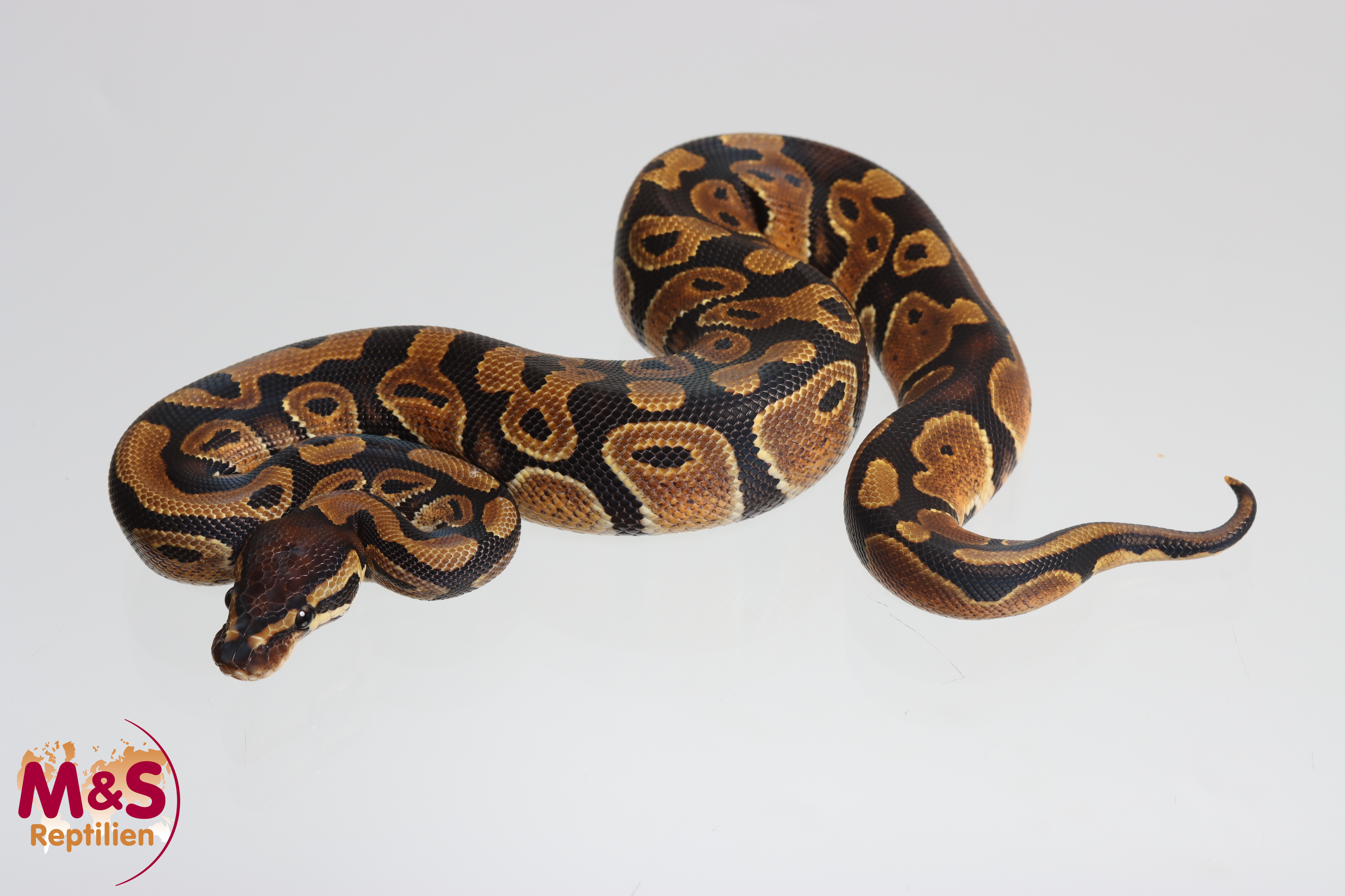 0.1 (Female) Doppel Hetero Clown Piebald Königspython NZ´M&S´25 Python regius