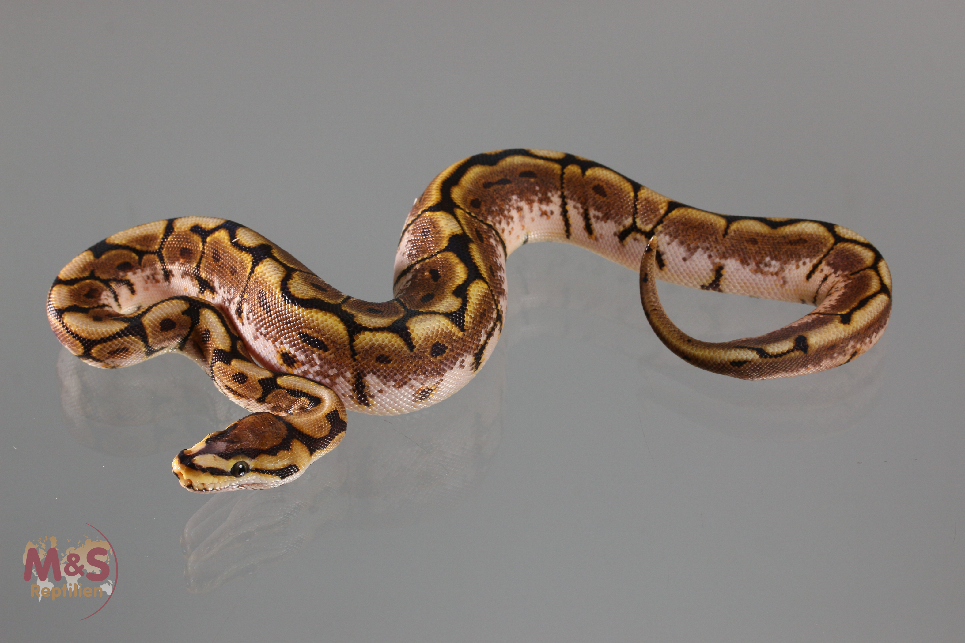 1.0 (Male) Scaleless Head Spider het. Piebald Königspython NZ´M&S´19 Python regius