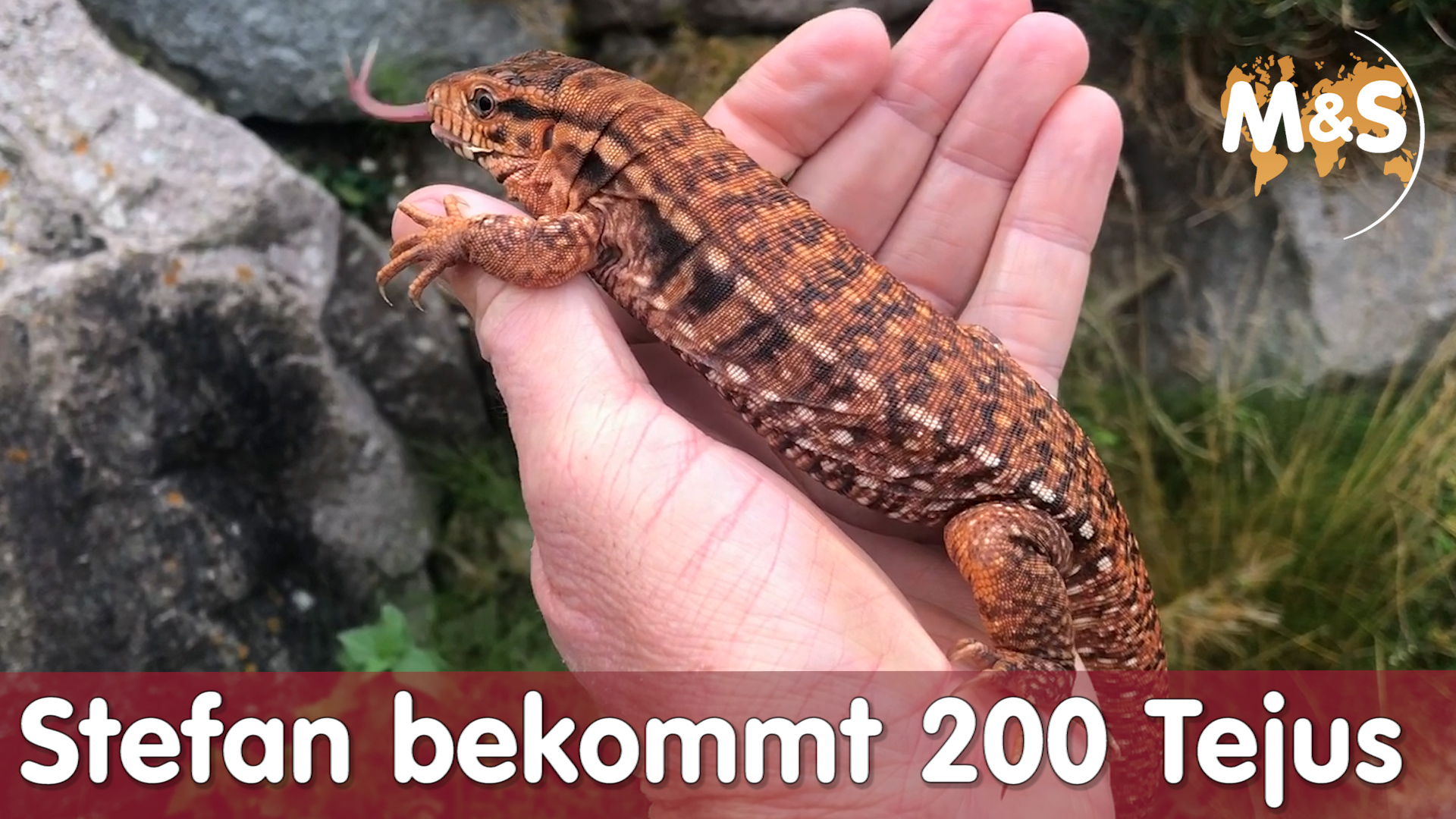 Stefan bekommt 200 Argentinische Tejus | Reptil TV