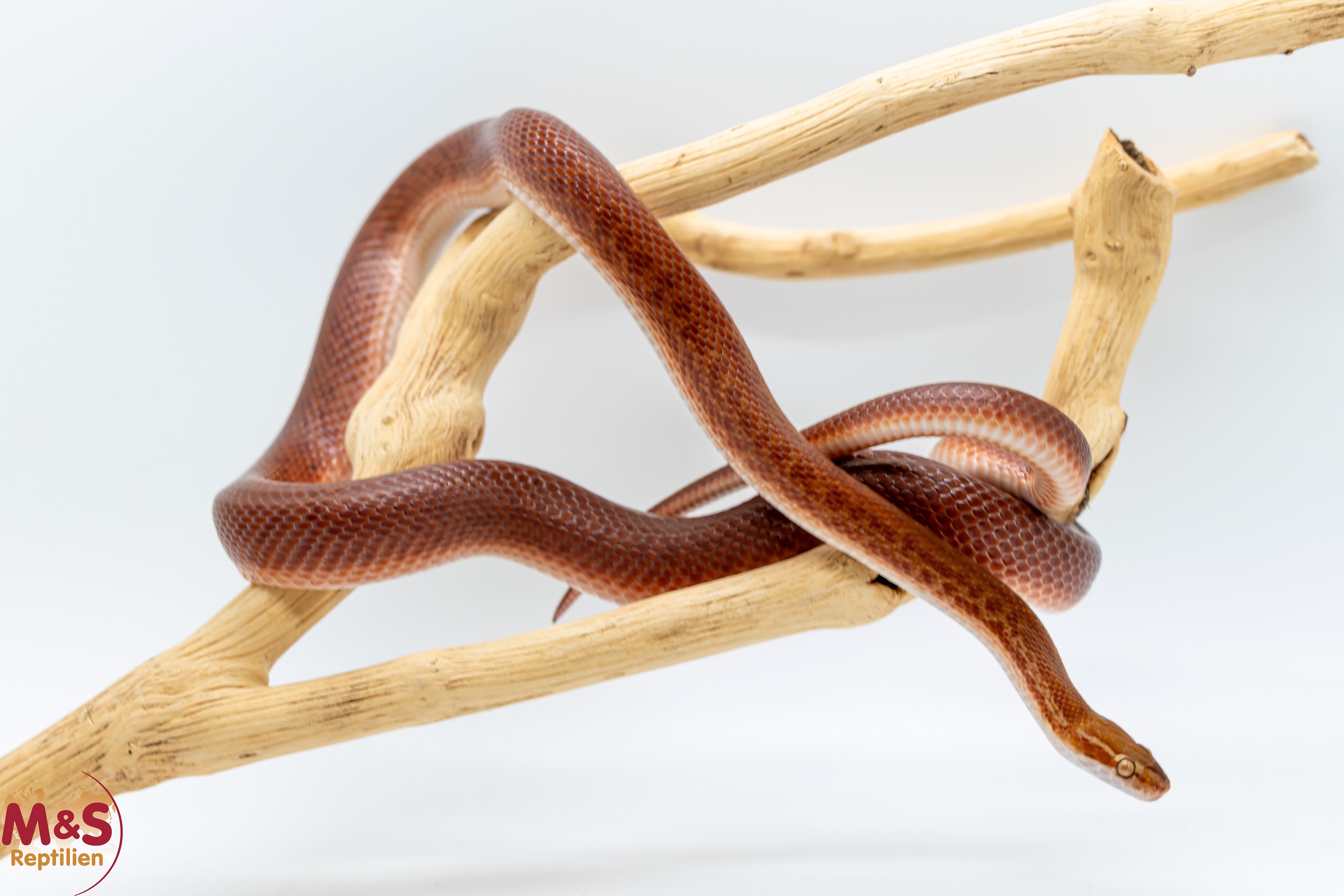 1.0 (Male) Kap Hausschlange ''Classic het Red Albino'' NZ 22 ( ca.80 cm)  Boaedon capensis (Originalbild)