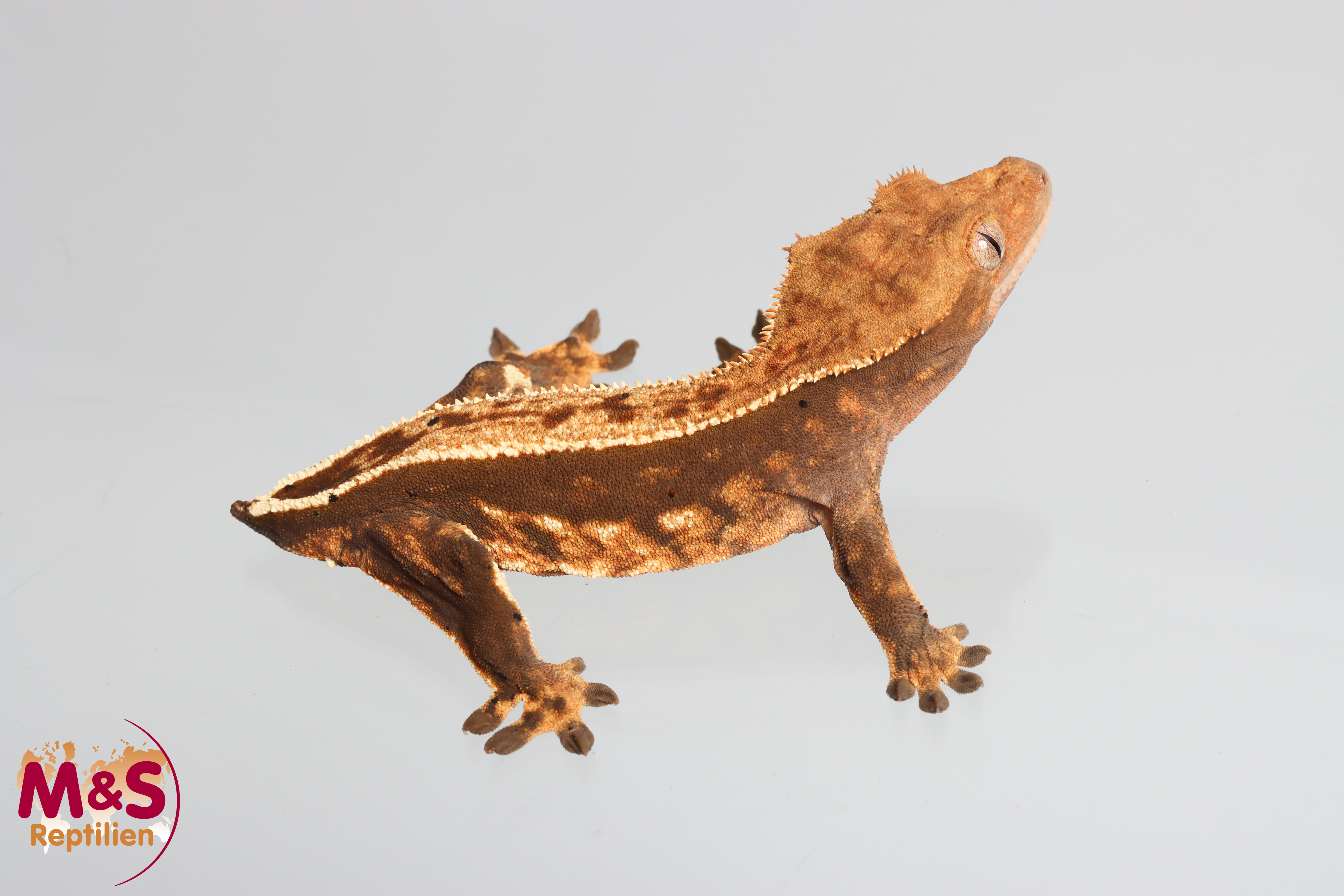 0.1 (Female) Pinstripe Kronengecko (OHNE SCHWANZ) NZ´25 C. ciliatus ( Originalbild)