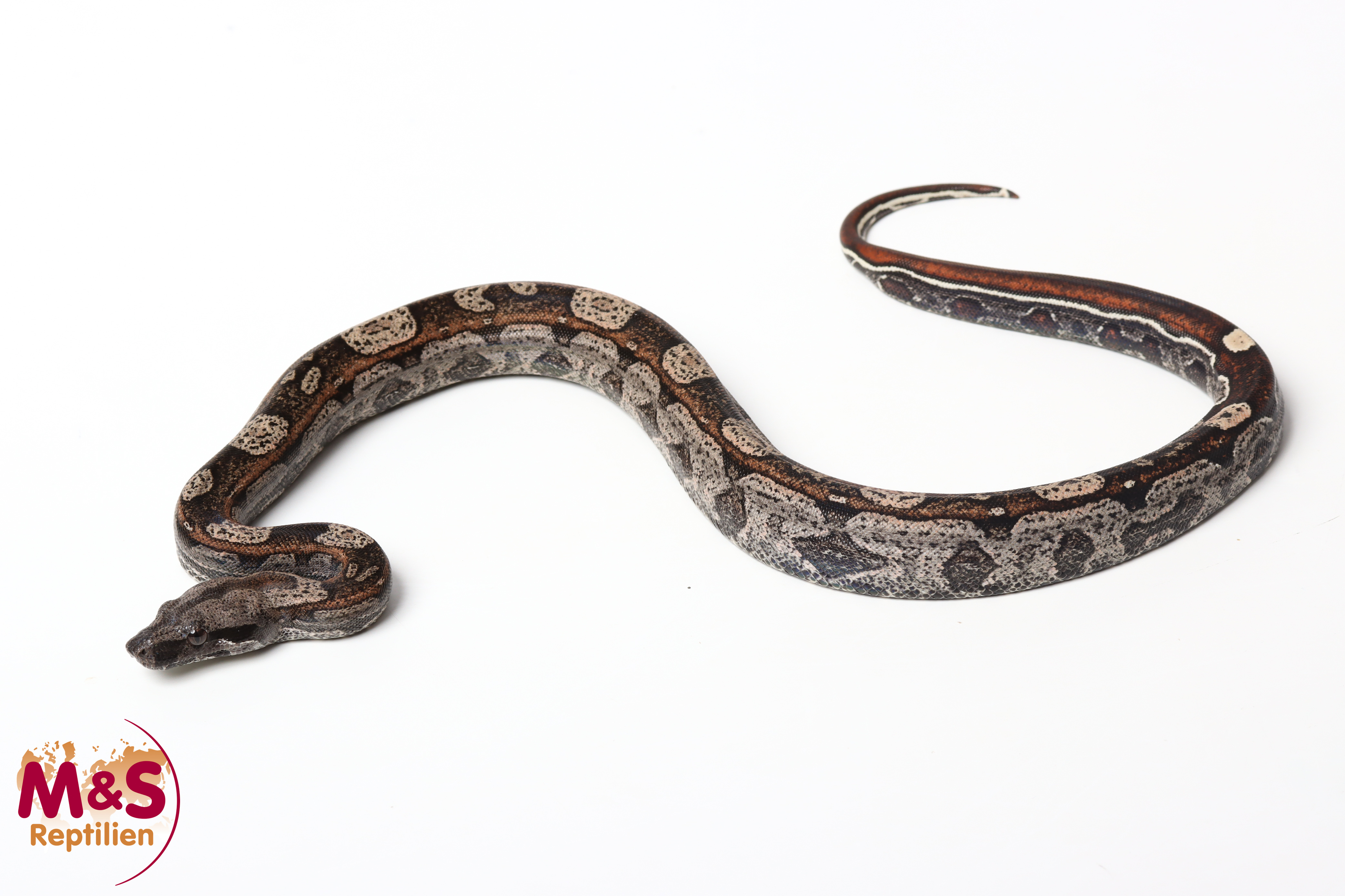 IMG RLT 100% het VPI T+ Kaiserboa NZ´26 (ca.30-40cm) Boa c. imperator (Symbolbild)