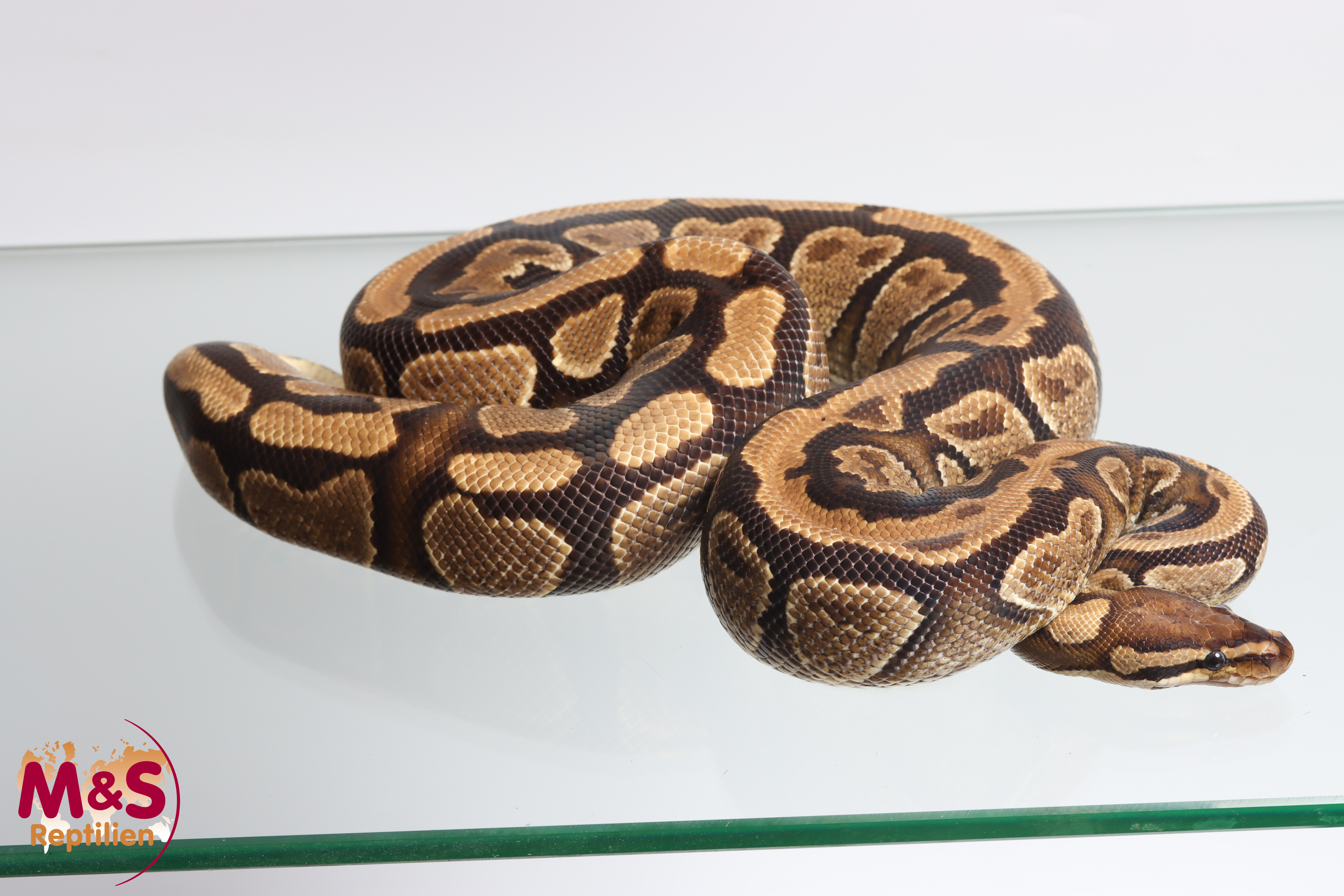 0.1 (Female) Vanilla Poss.Gravel  Königspython ´M&S NZ´16 Python regius