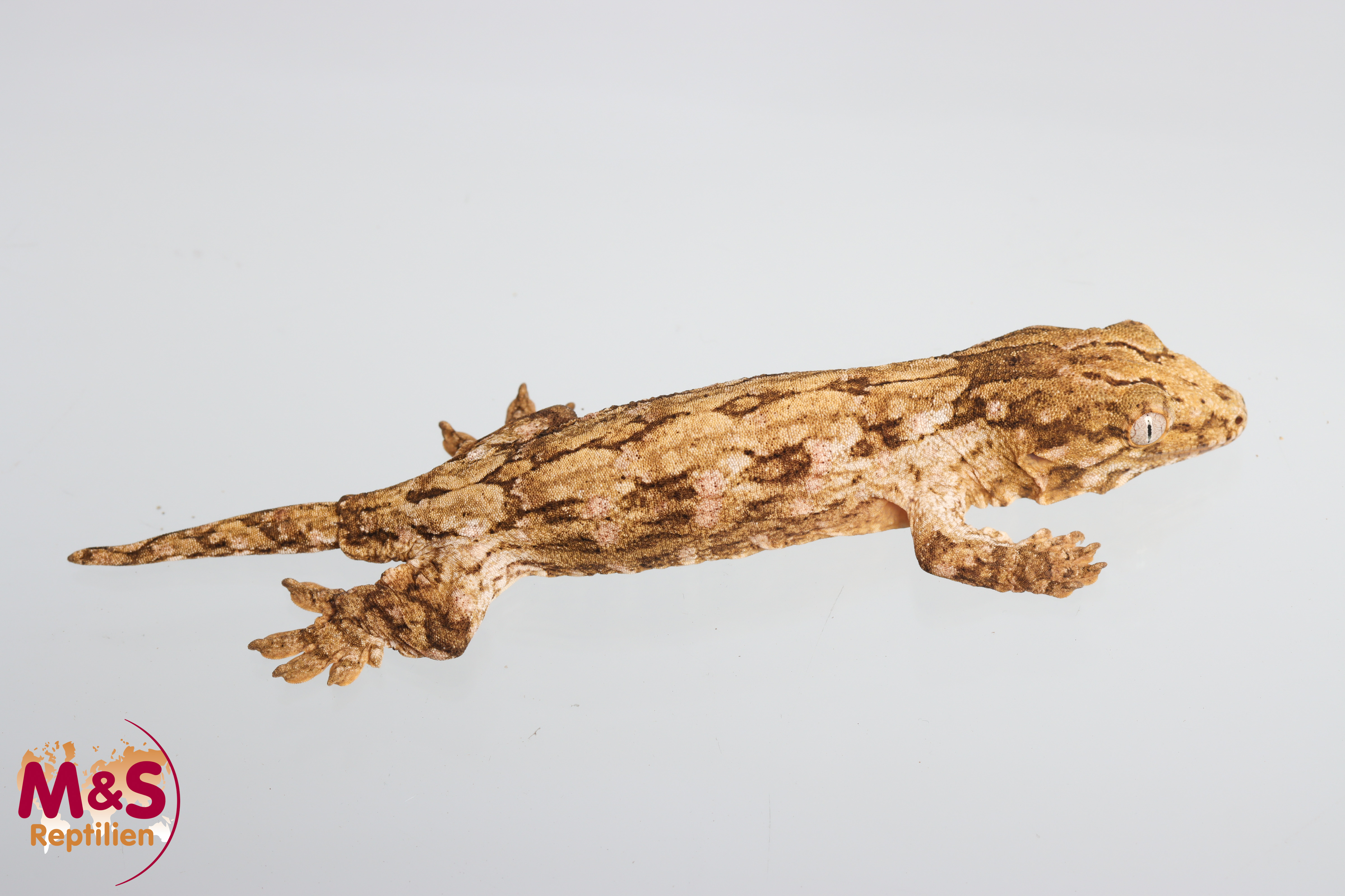 1.0 (Male) Riesengecko -Friedel x Friedel (small-medium) NZ´M&S 25 R. leachianus (Originalbild)