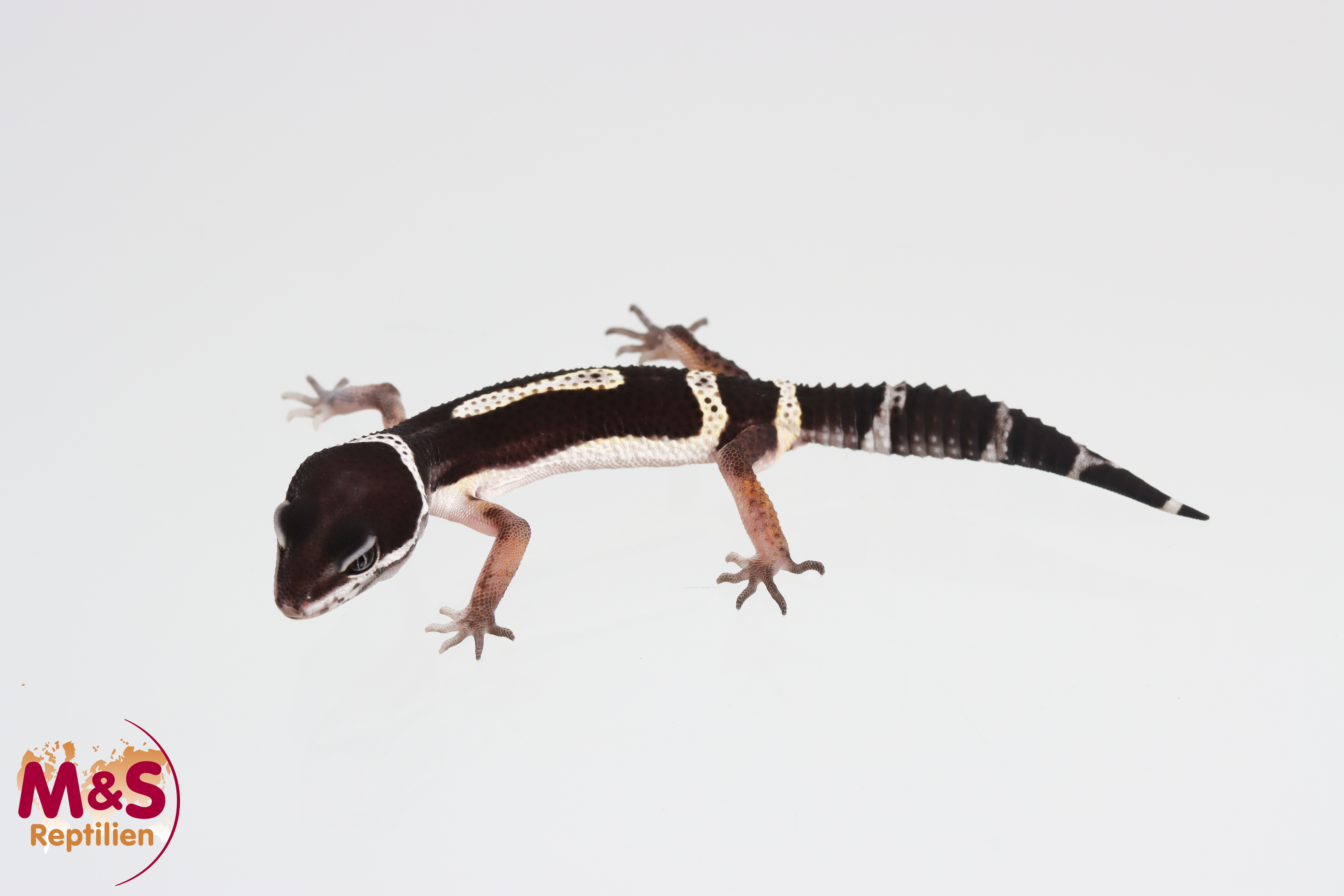 0.1 (Female) Black Night Leopardgecko NZ'25 (ca. 10 cm) E. macularius (Originalbild)