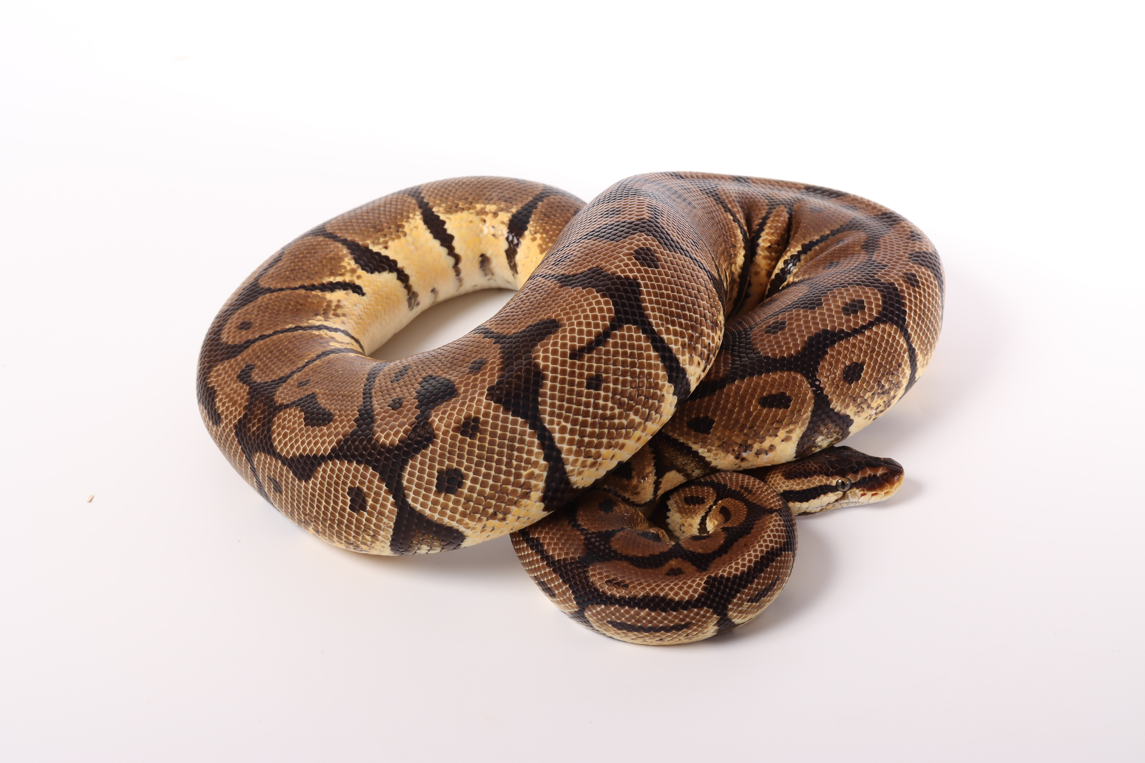 0.1 (Female) Creme - Pastel Königspython NZ´M&S´16 Python regius