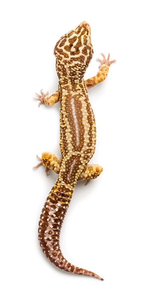reptilien Bild