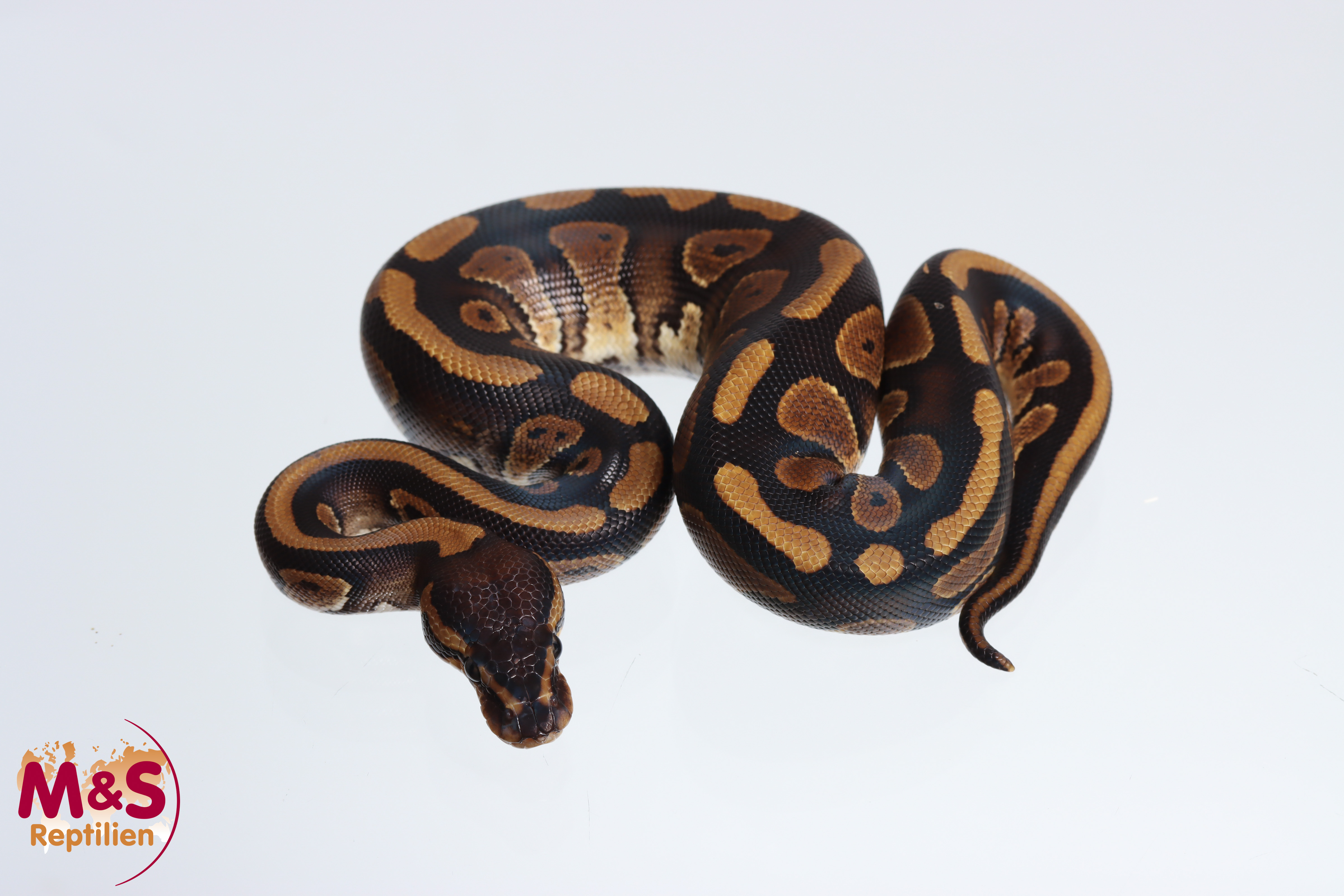 1.0 (Male) Copper 100% hetero Piebald Königspython NZ'M&S'24 Python regius