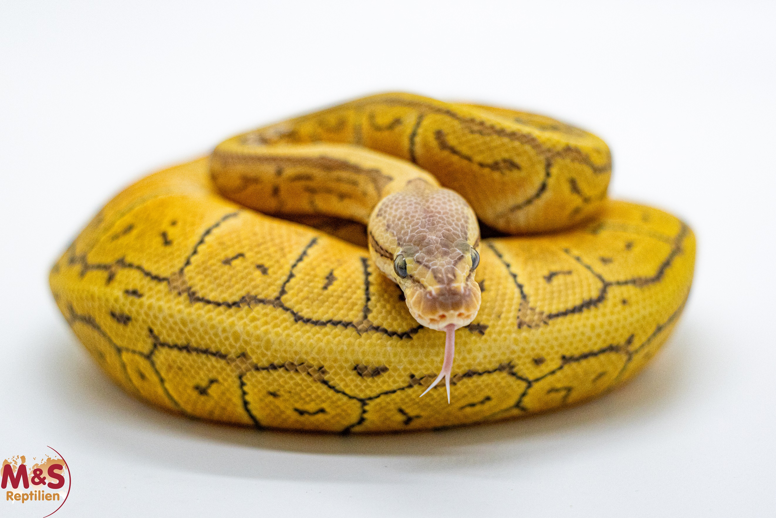 0.1 (Female) Ghost Pastel Pinstripe het Piebald Königspython NZ´M&S´25 Python regius