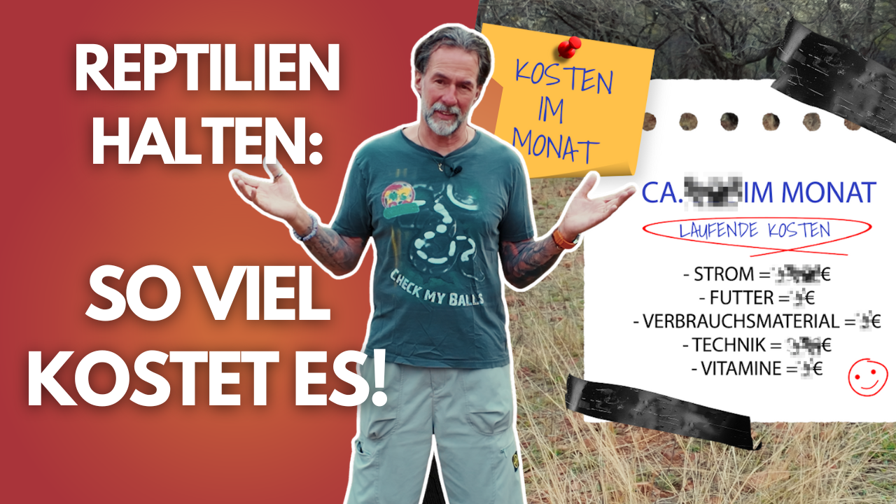 Reptilien halten: So VIEL kostet es wirklich! 😱🐍