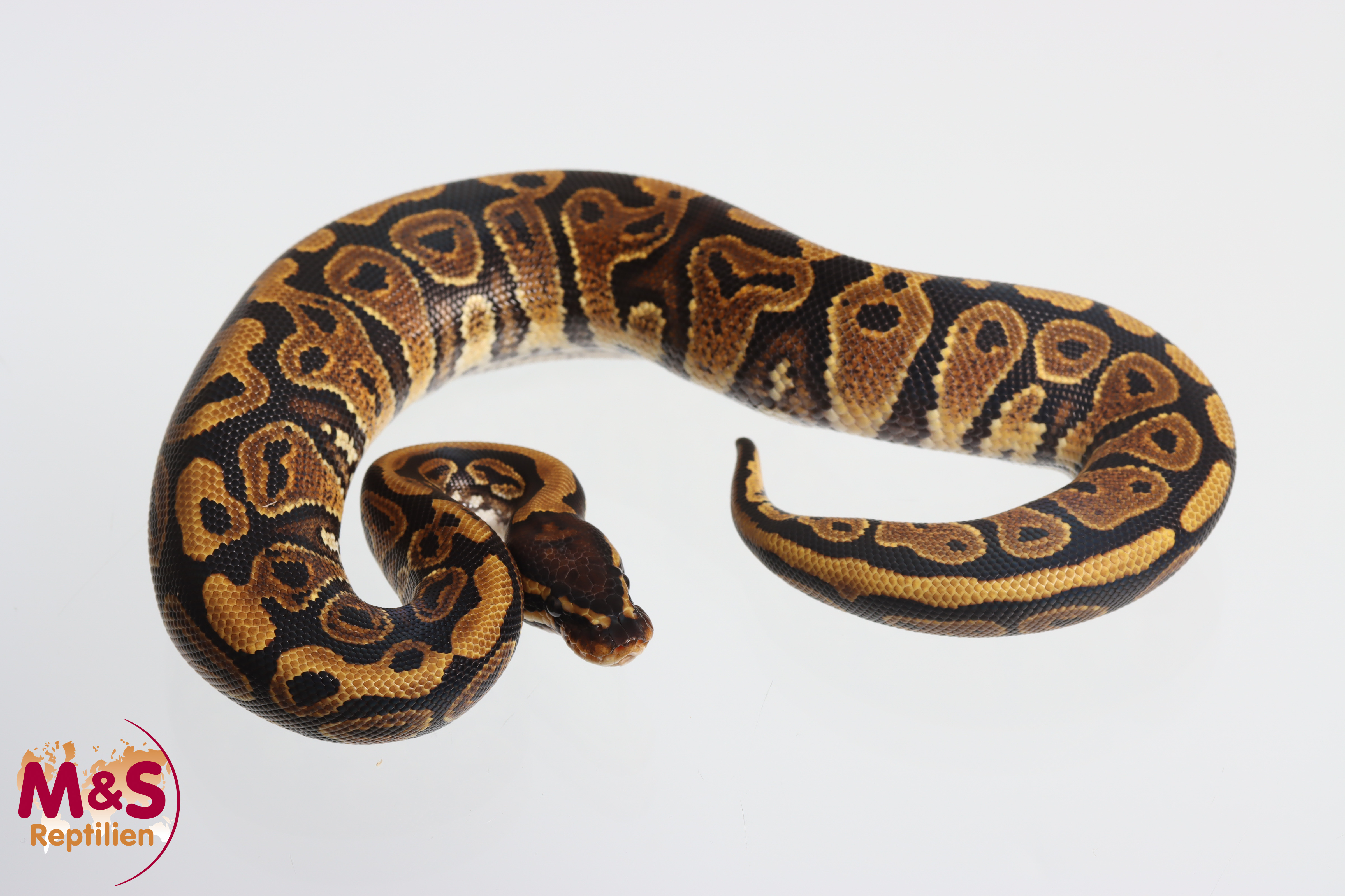 1.0 (Male) Gravel Königspython NZ´M&S´25 Python regius  Kopie