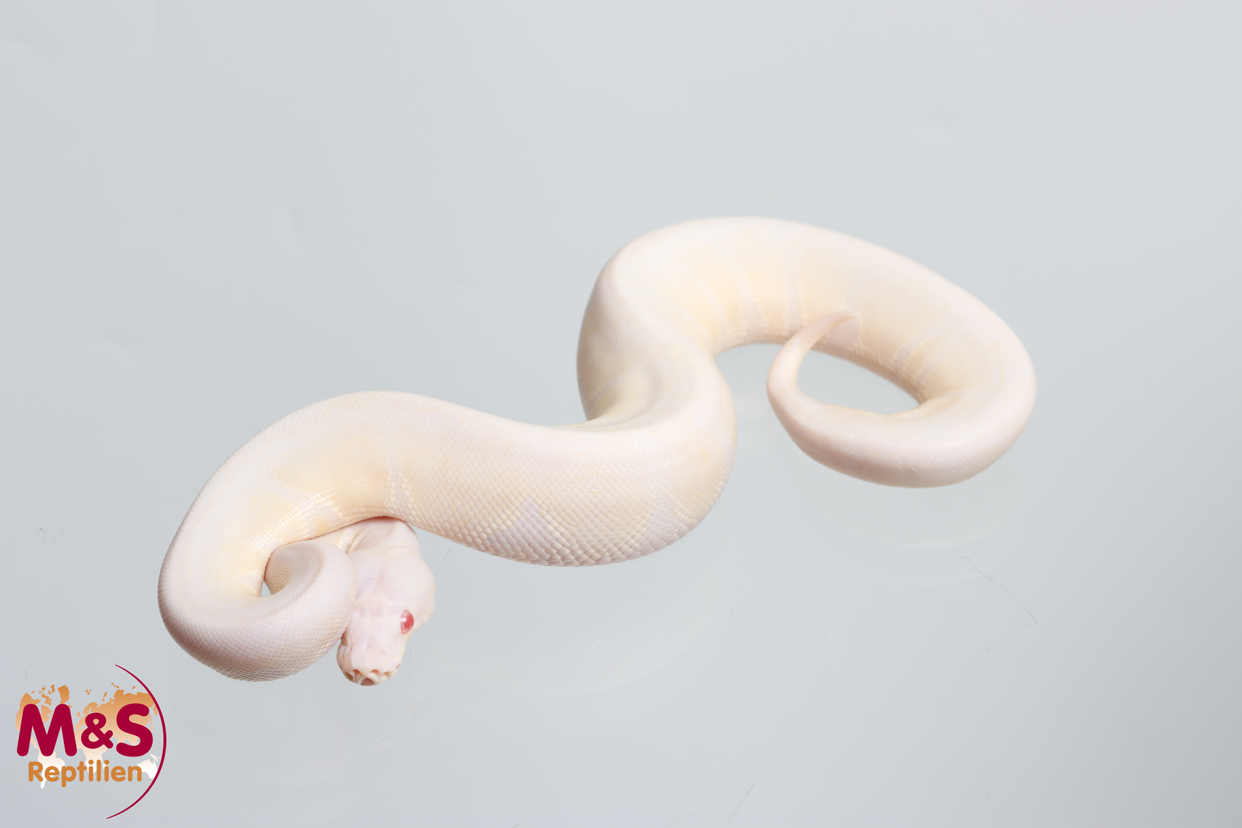 0.1 (Female) Snow VPI (Axanthic-Albino) Königspython NZ' 26 Python regius