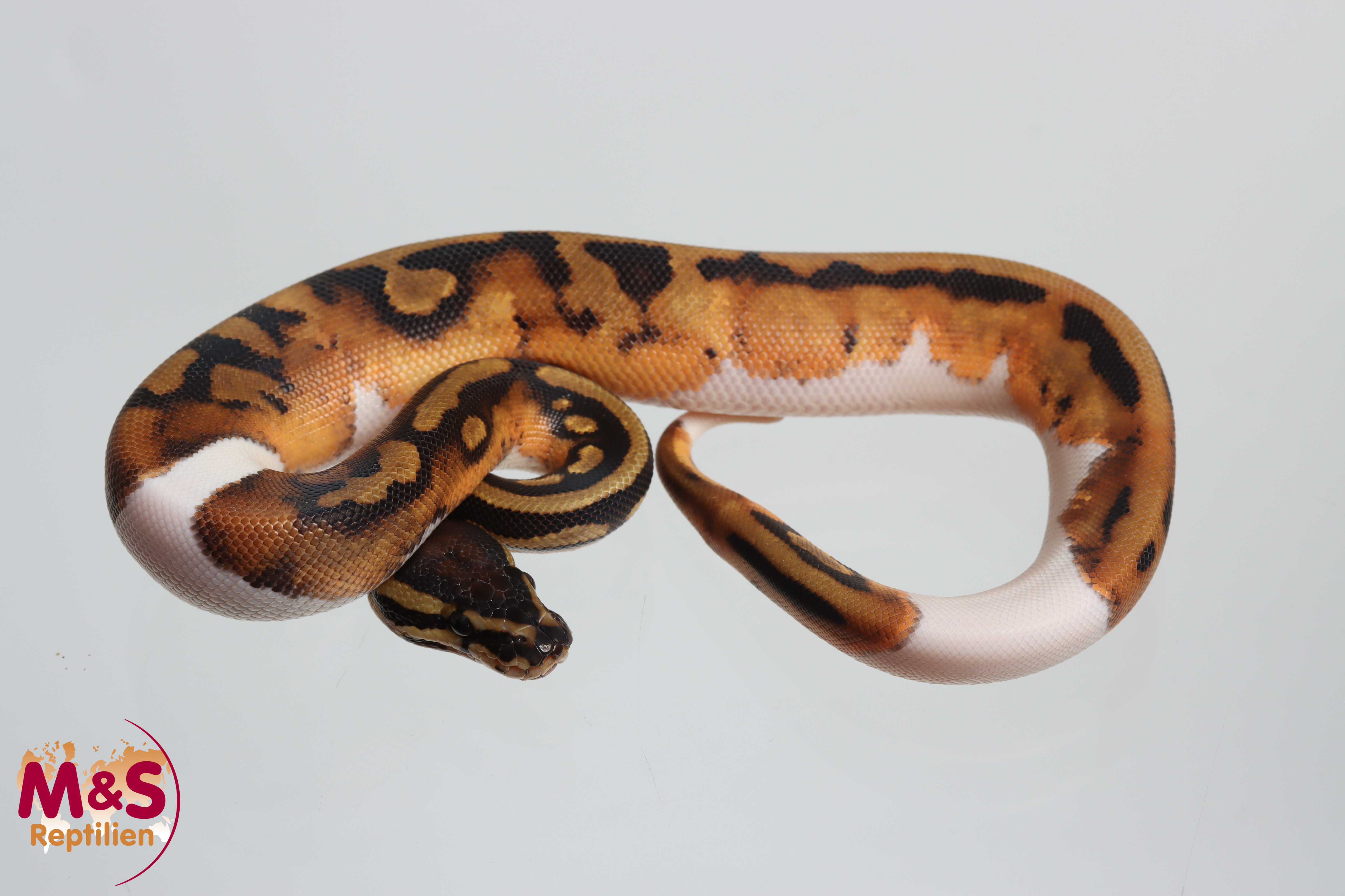 1.0 (Male) Piebald 100% hetero Albino Königspython NZ´26 Python regius