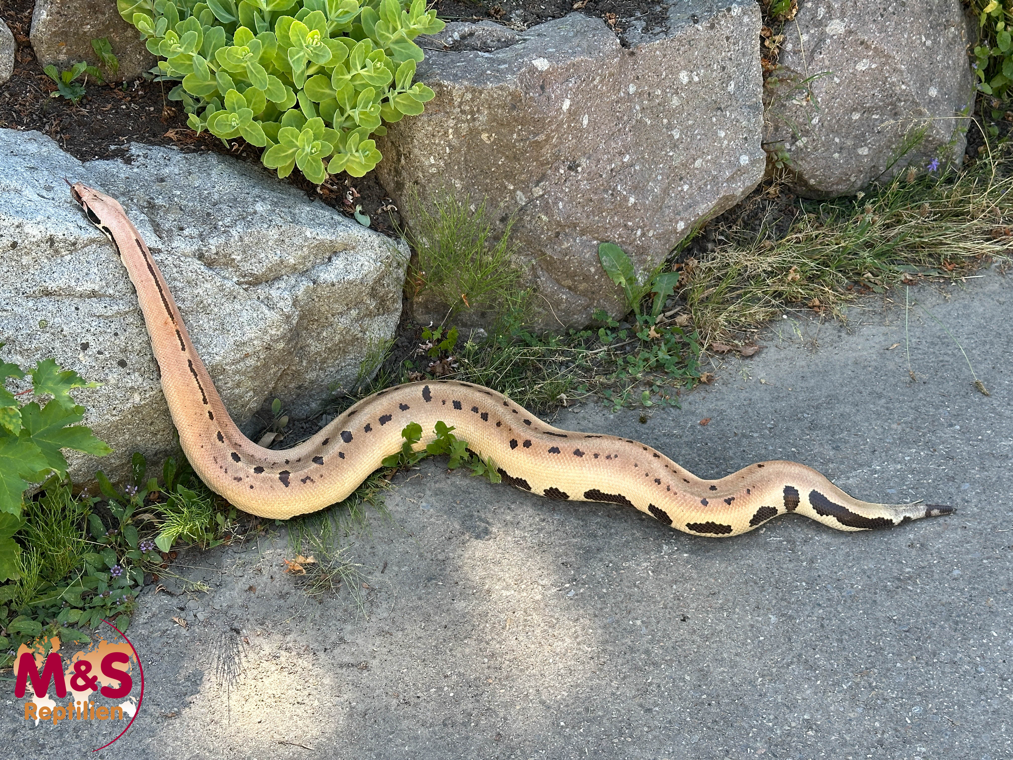 1.0 (Male) 007 Blutpython 50 % DH T+/T-  NZ'20 (ca.150cm) Python curtus (Originalbild)