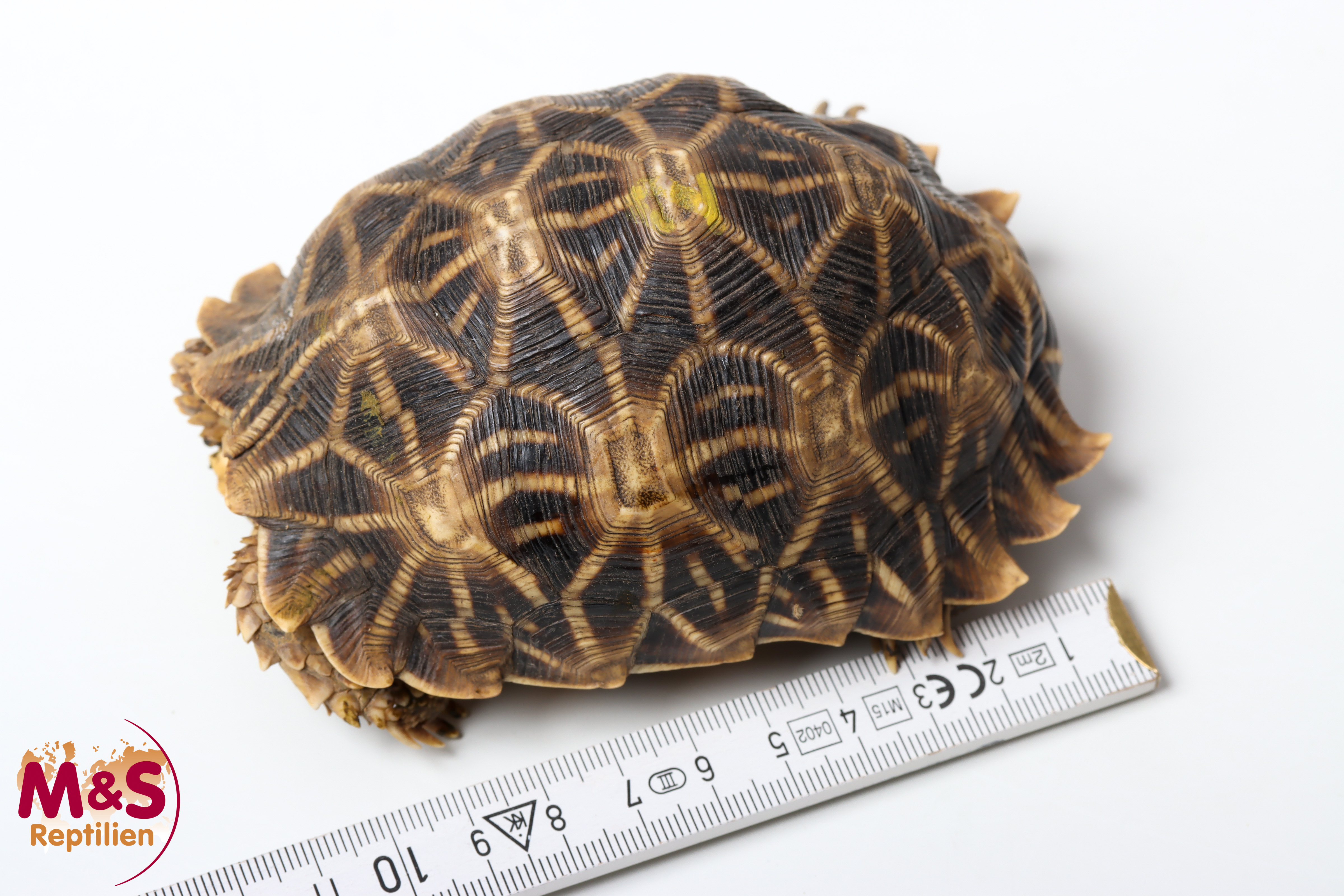 0.1 (Female) Kalahari Stachelrand-Landschildkröte (ca.11cm) NZ´2005 Psammobates oculiferus (Originalbild)