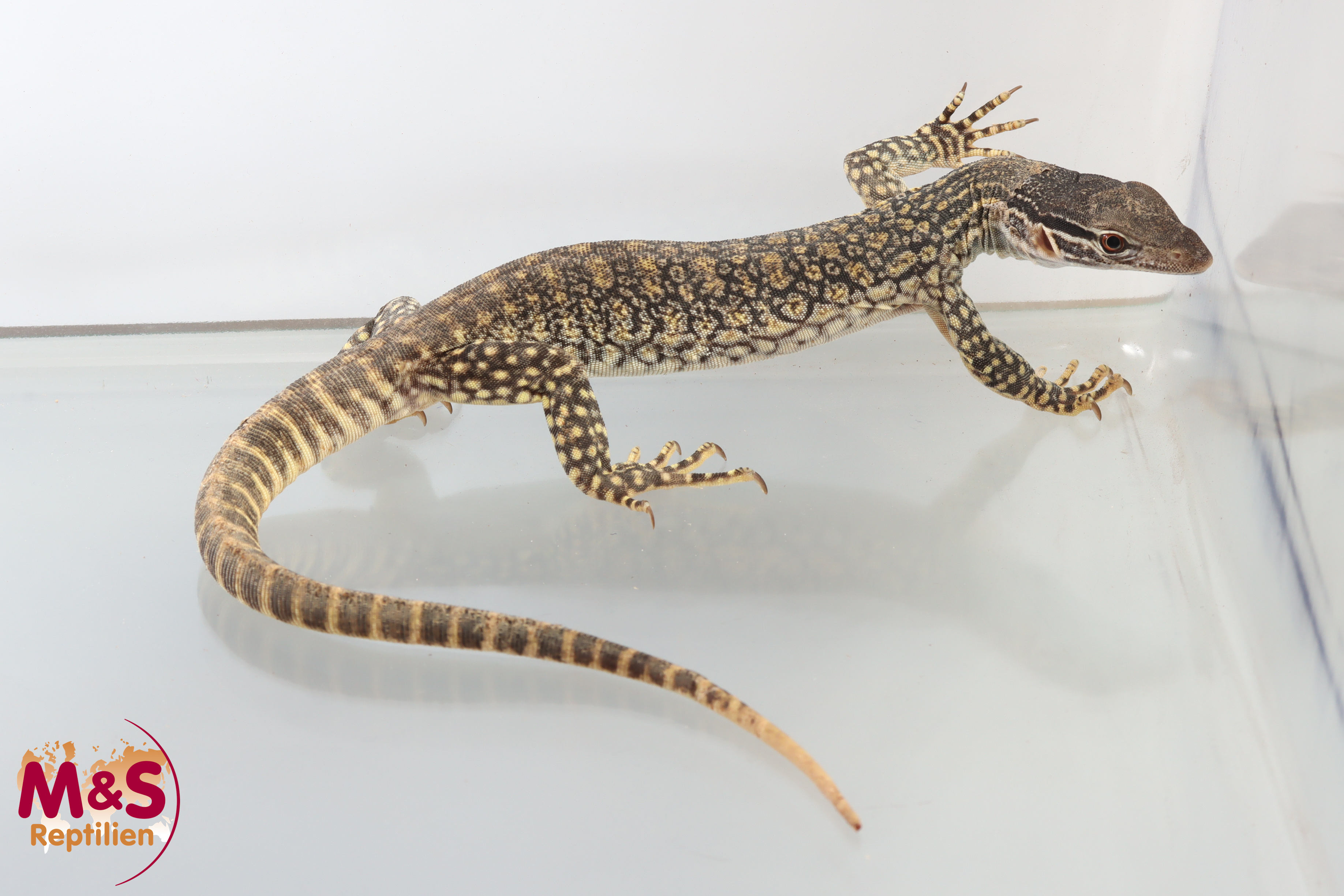 0.1 (Female) Gouldswaran NZ'24 (ca. 40 cm) Varanus gouldii flavirufus (Originalbild)