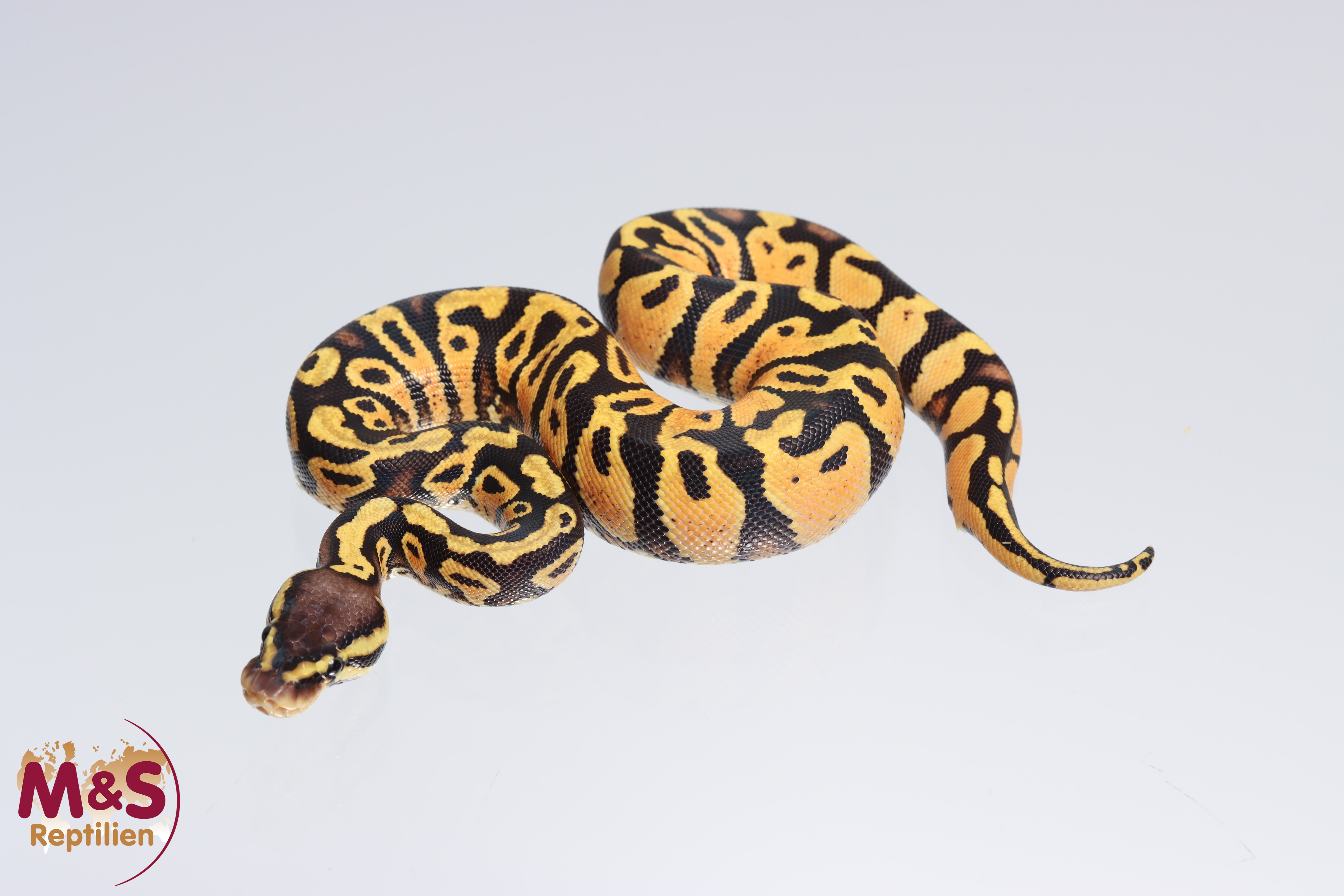 0.1 (Female) Gravel - Pastel Königspython NZ´M&S´22 Python regius