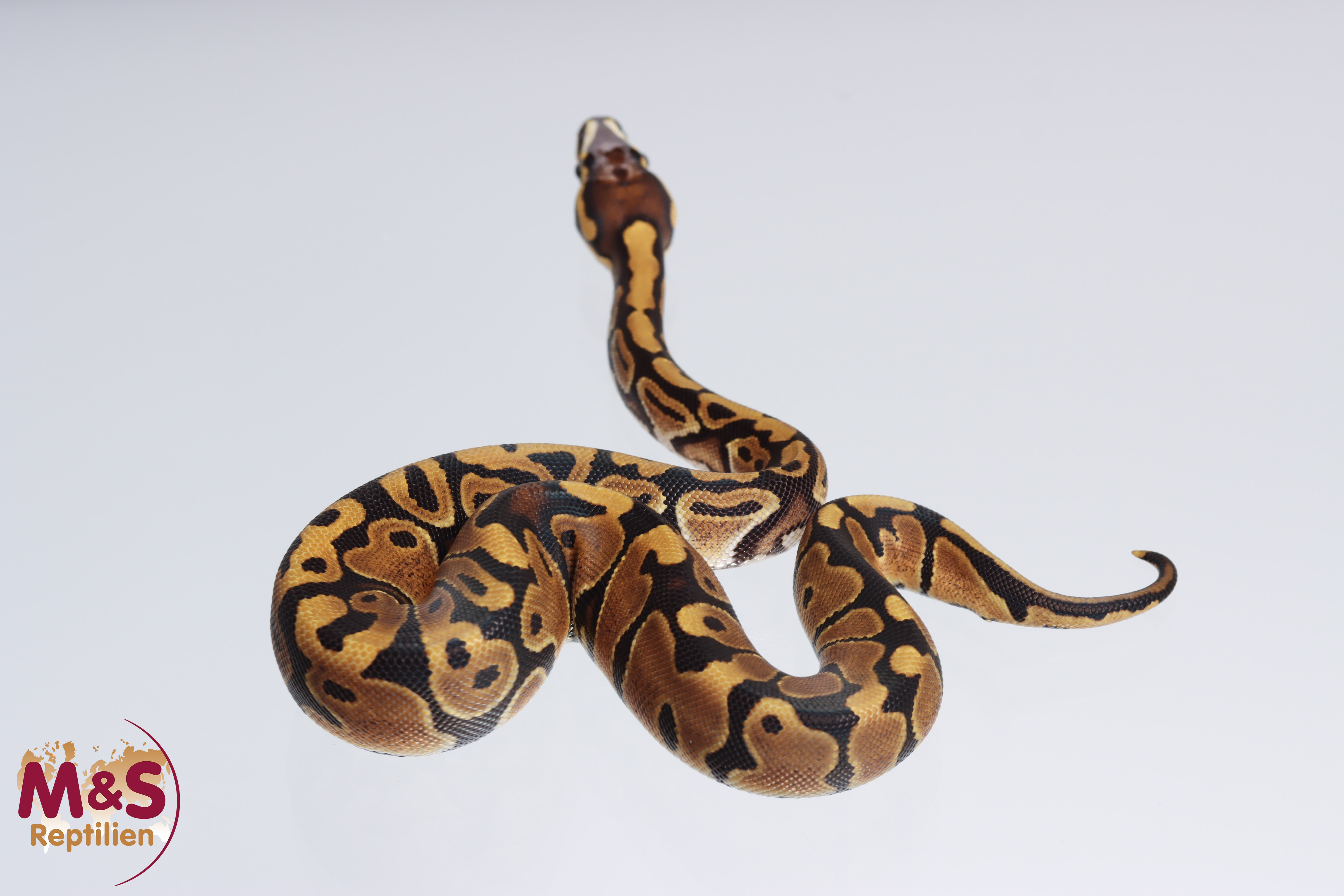 1.0 (Male) Scaleless Head Königspython NZ´M&S´22 Python regius