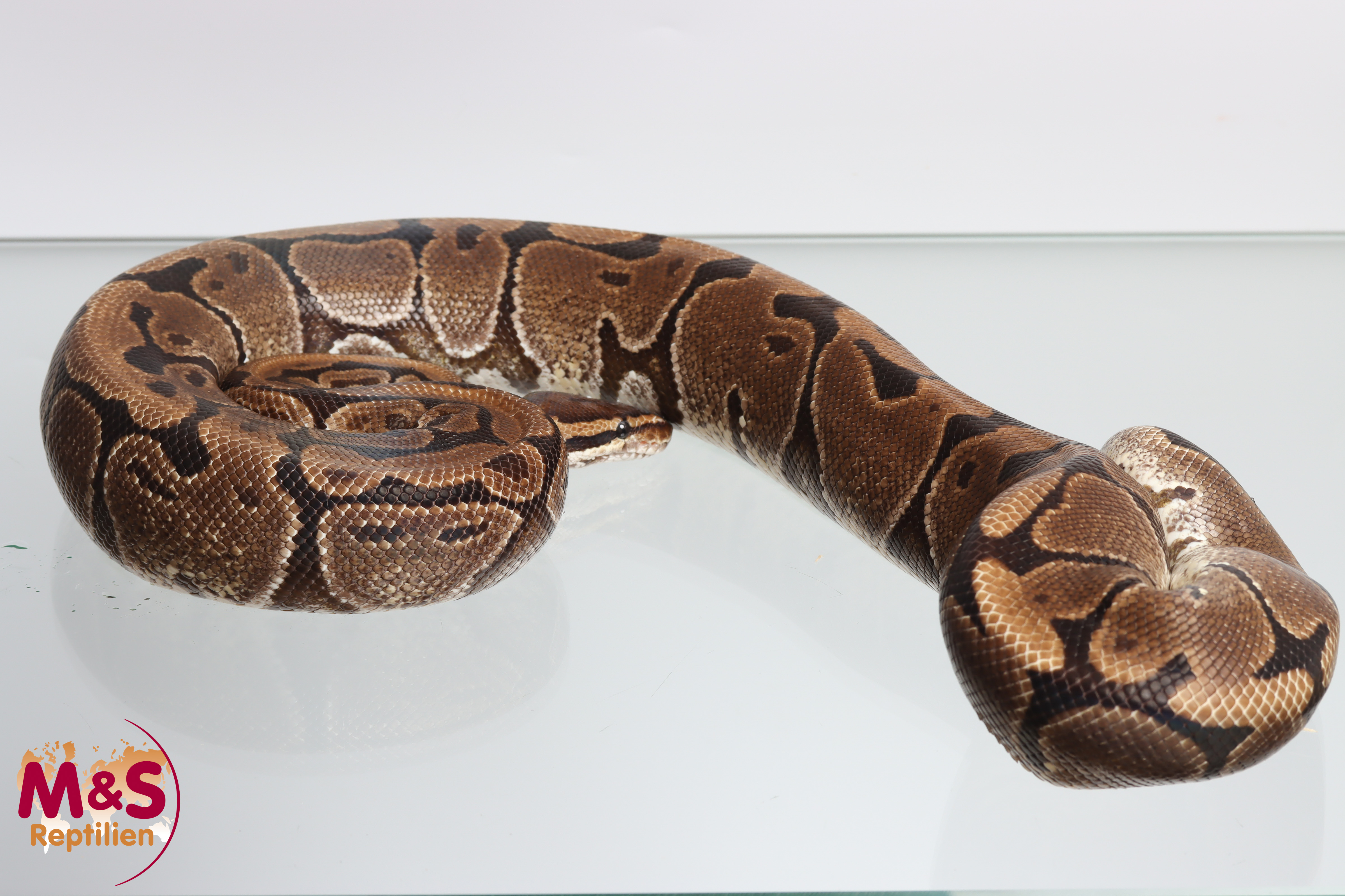 0.1 (Female) Creme Königspython NZ´M&S´16 Python regius