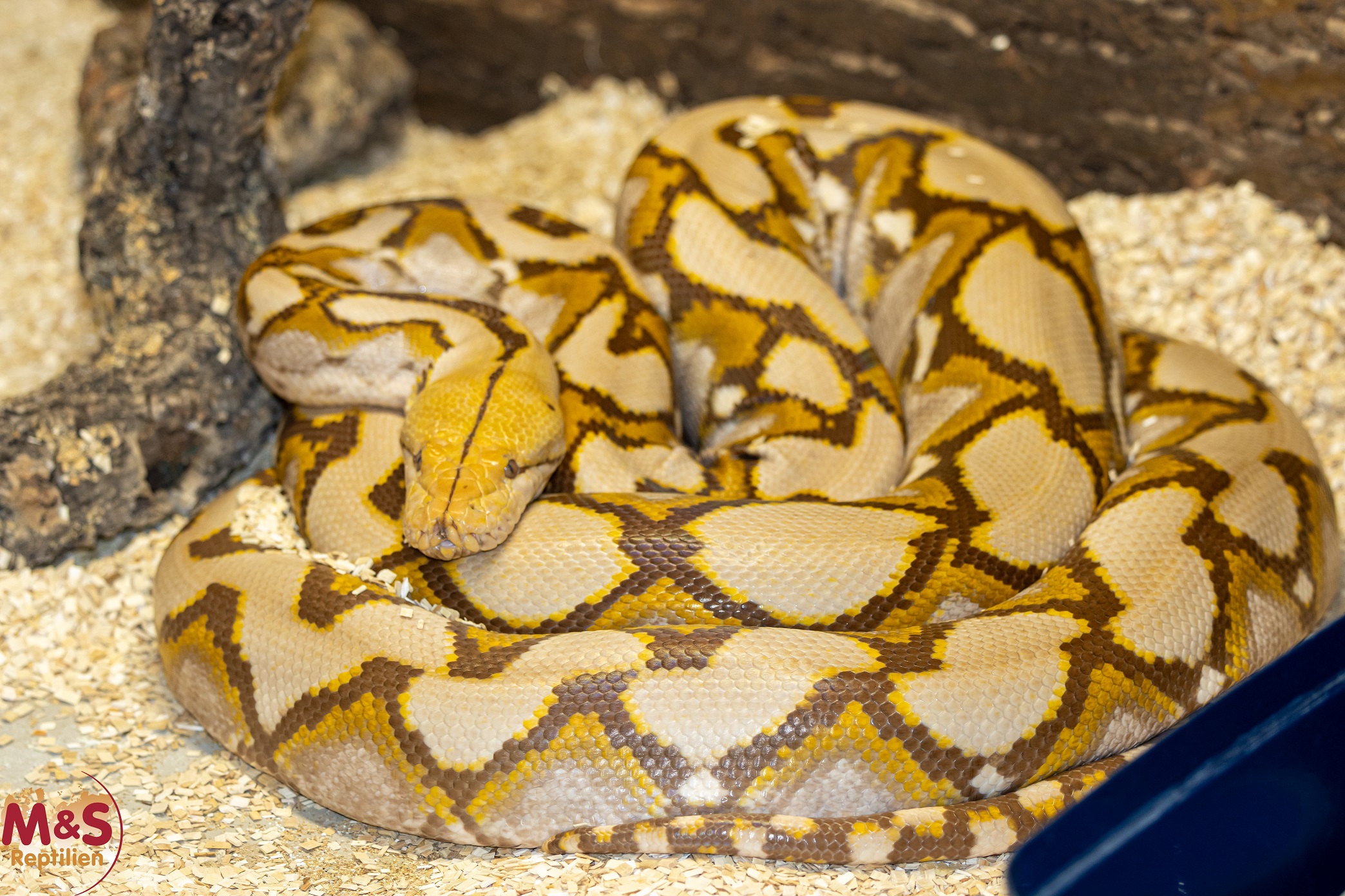 1.0 (Male) Mochino Netzpython NZ' 20 (ca.350 cm) Broghammerus reticulatus (Originalbild)