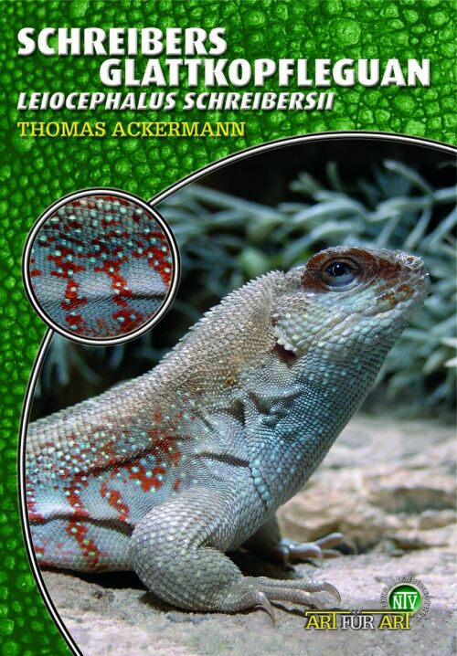 Schreibers Glattkopfleguan - Leiocephalus schreibersii (Thomas Ackermann)