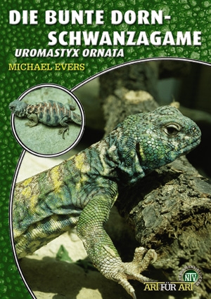 Die Bunte Dornschwanzagame - Uromastyx ornata (Michael Evers)
