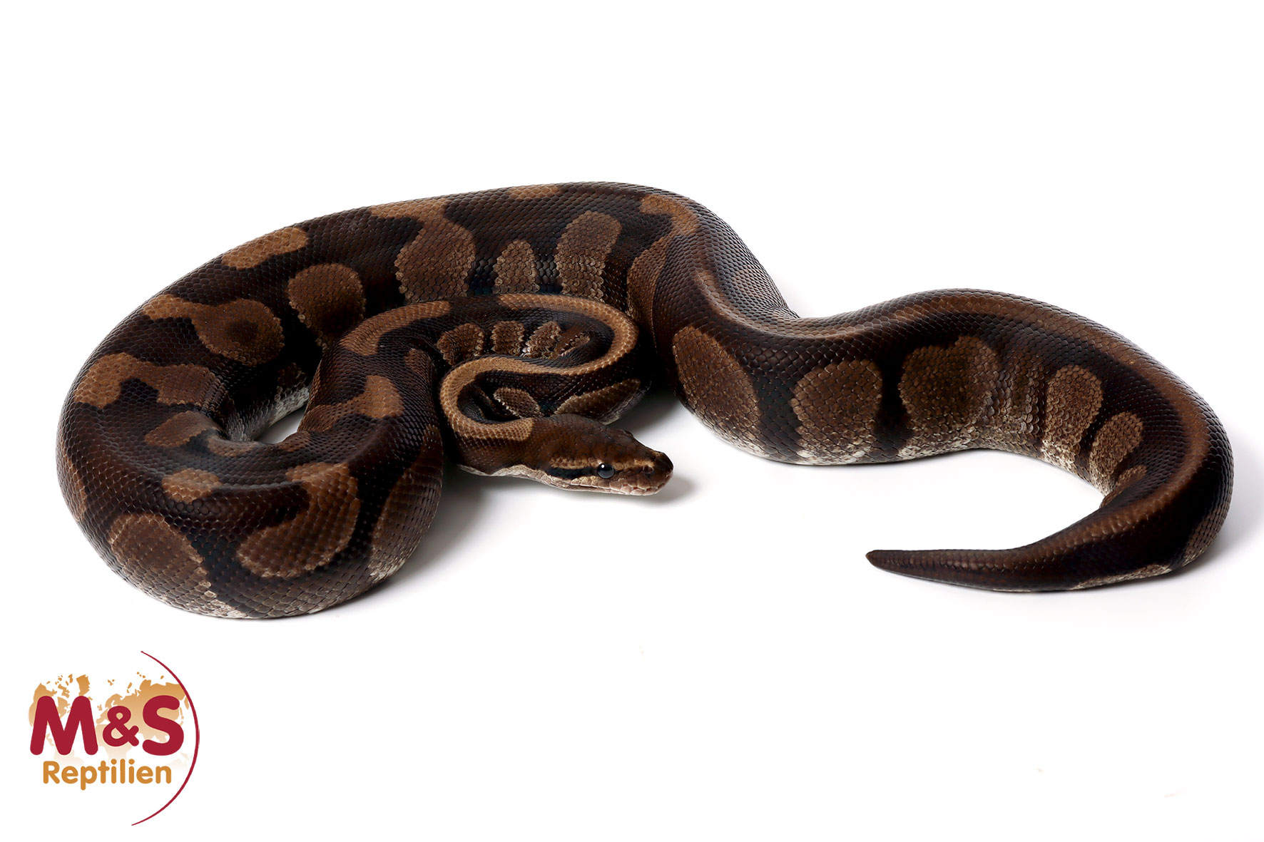 Male (1.0) Black Ball Königspython FZ´08 Python regius