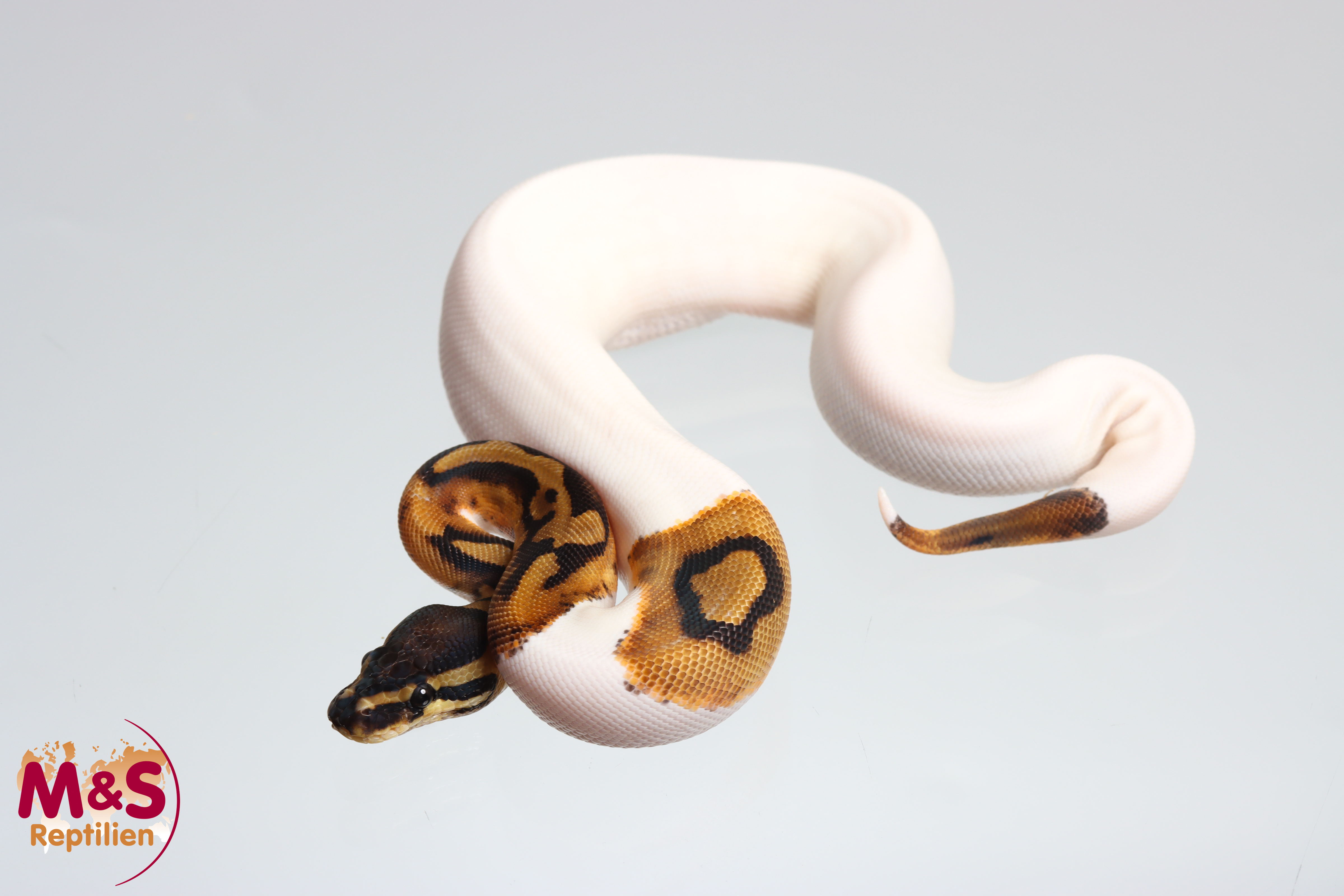 0.1 (Female) Piebald Königspython DNZ´25 Python regius