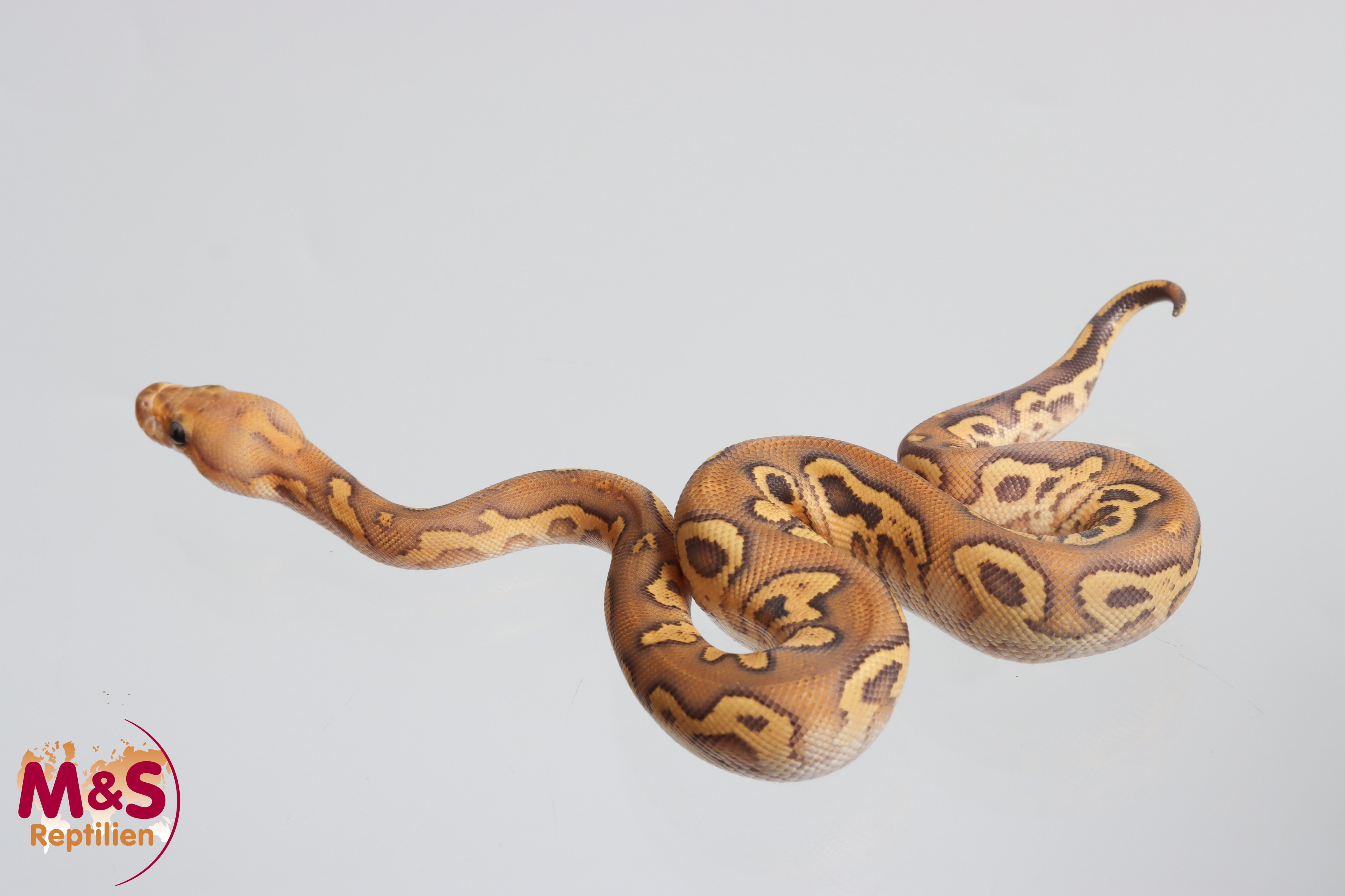 1.0 (Male) Clown Enchi Trick Königspython NZ´M&S´26 Python regius