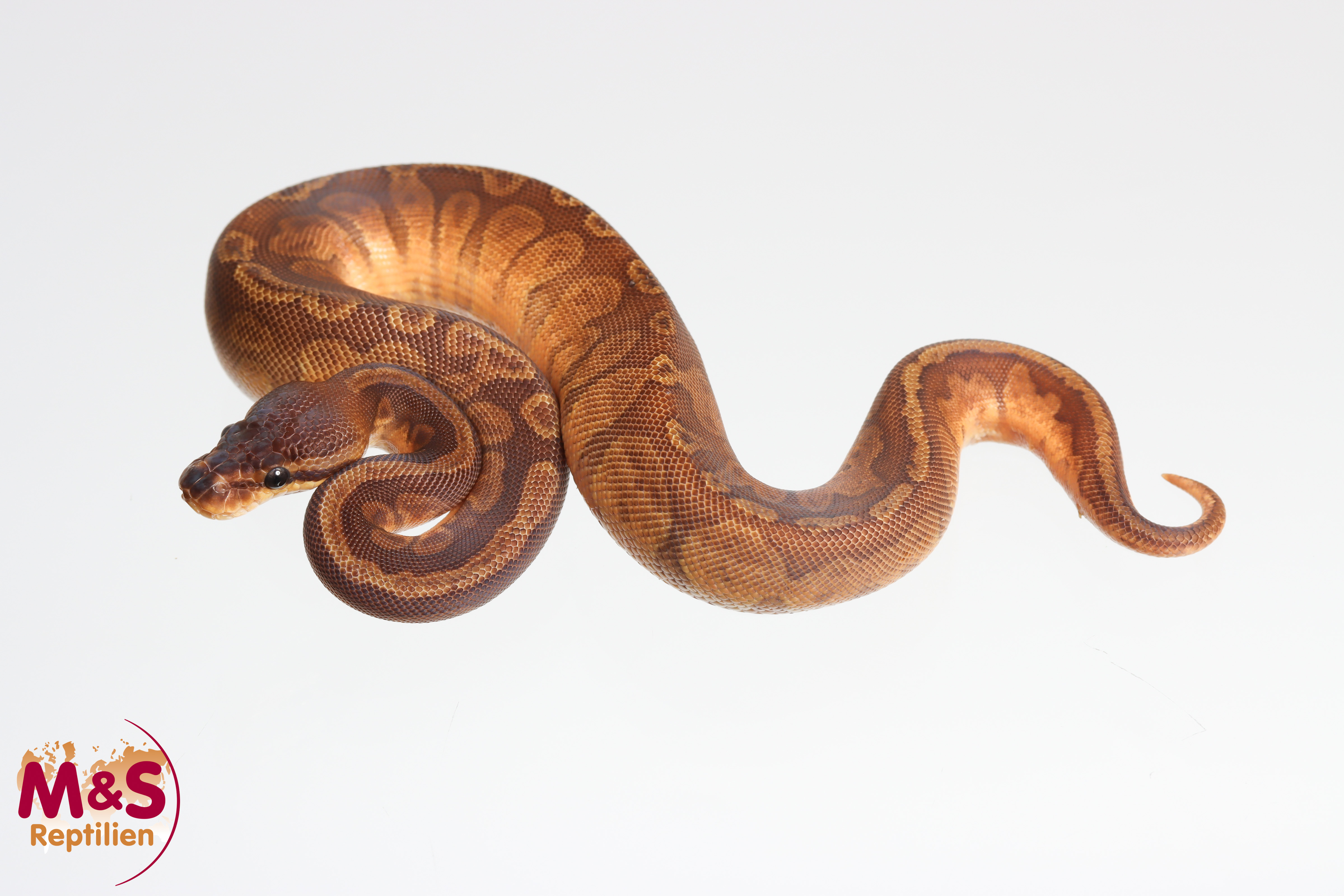 0.1 (Female) Sunset 66% poss. het Piebald Königspython NZ´M&S´25 Python regius