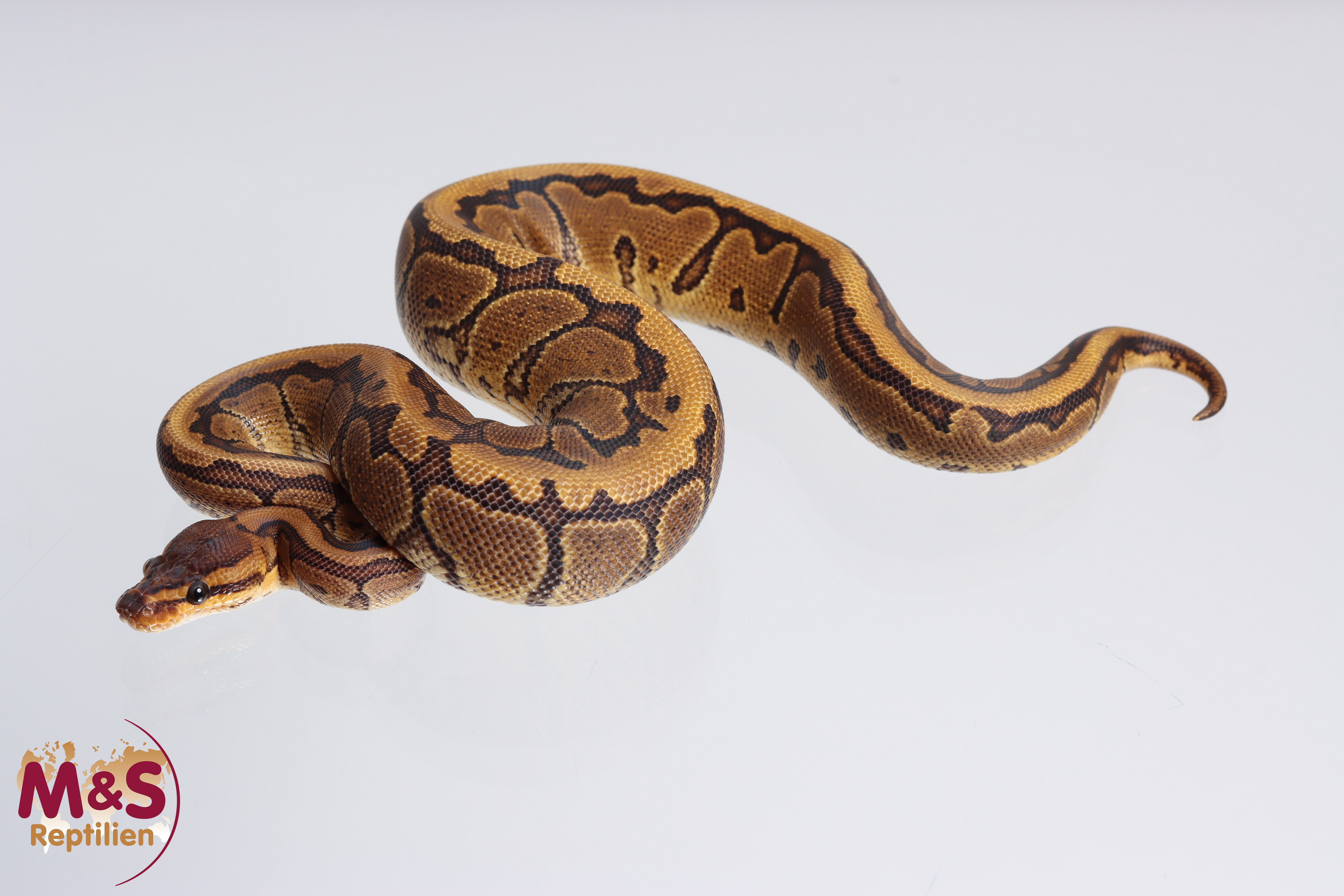 0.1 (Female) SAAR Pinstripe Yellowbelly  Königspython DNZ '22 Python regius