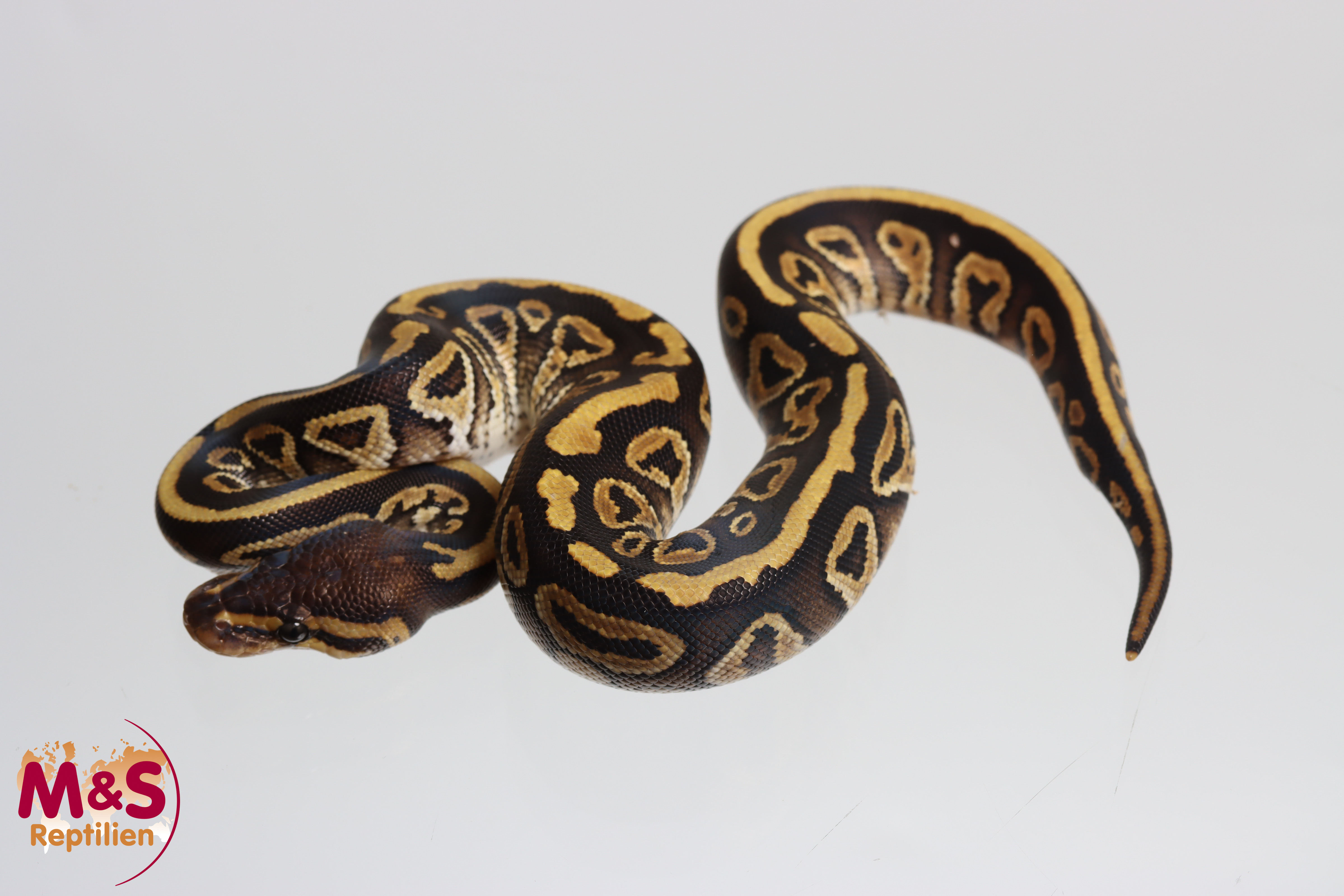 0.1 (Female) Mocha 100% het. Genetic Stripe Königspython NZ' M&S 26 Python regius