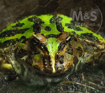 cms image
