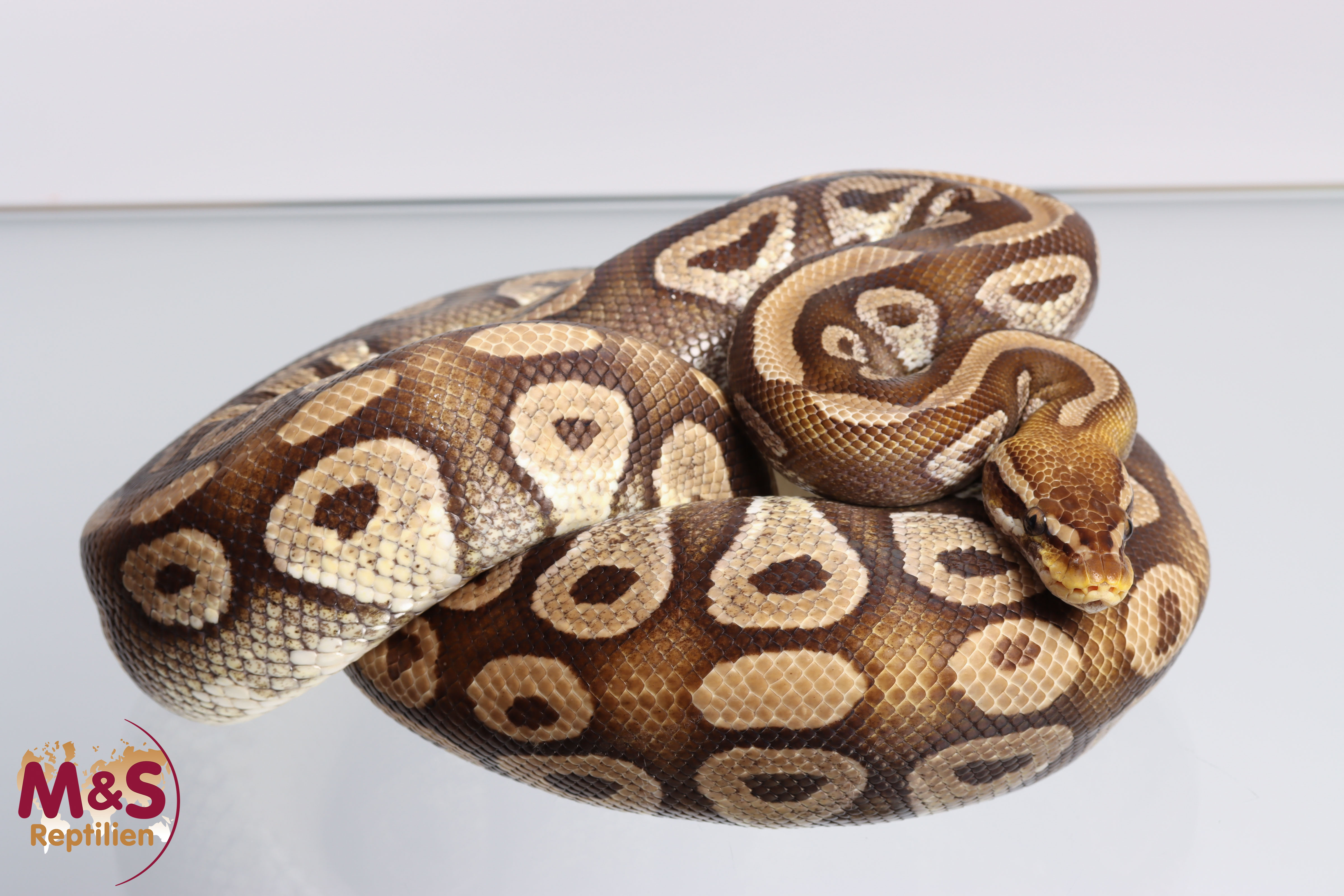 0.1 (Female) Pastave Königspython NZ´M&S'14 Python regius