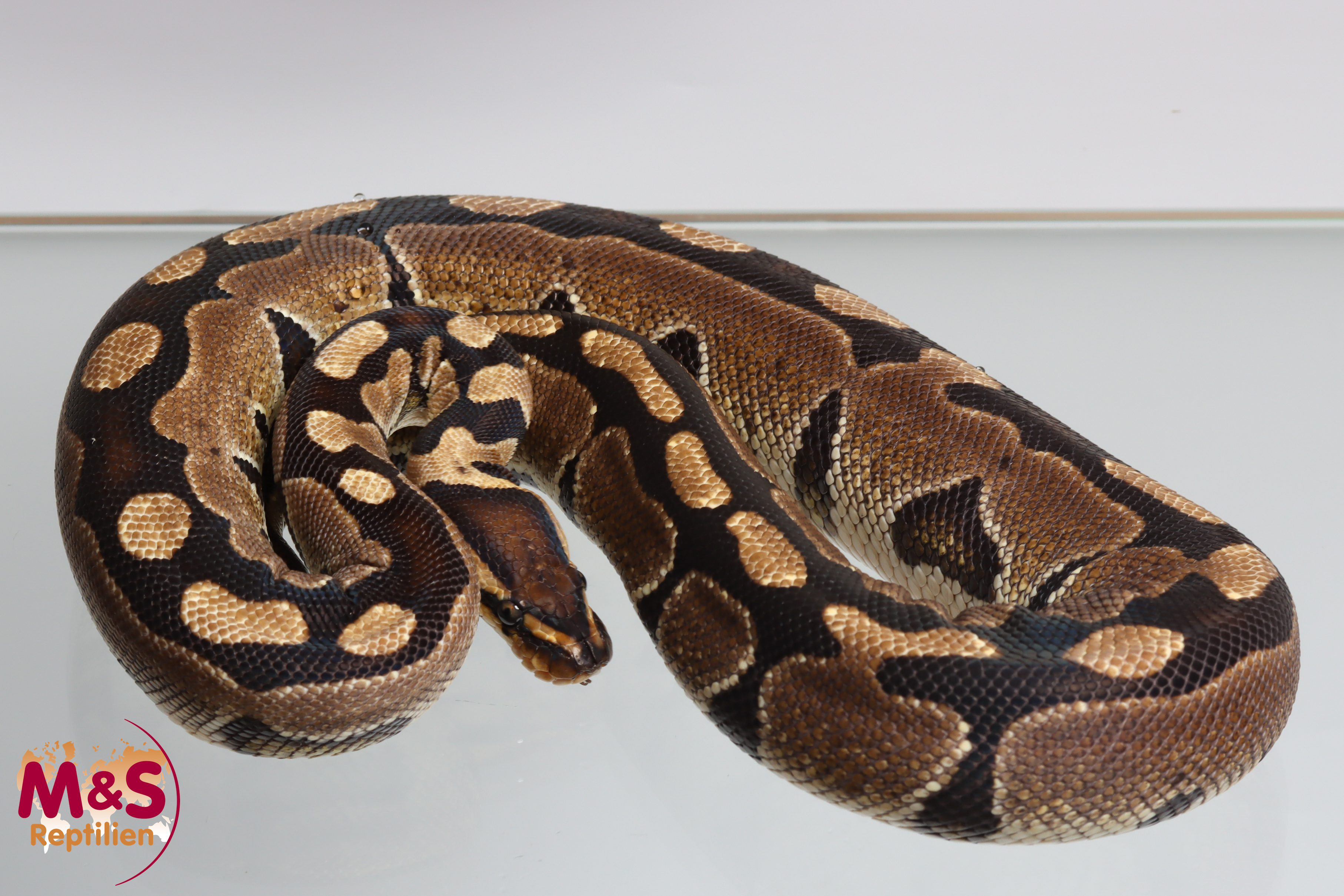 0.1 (Female) Fire Königspython NZ'24 (subadult) Python regius